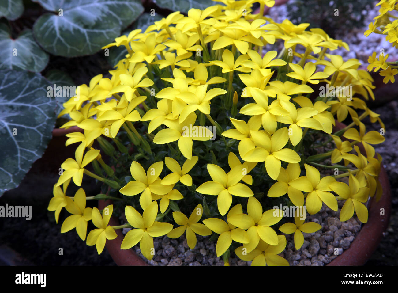 Sebaea thomasii alpine plant Stock Photo