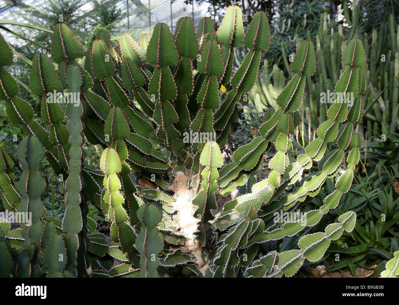 Euphorbia cooperi, Euphorbiaceae, Tropical South Africa Stock Photo