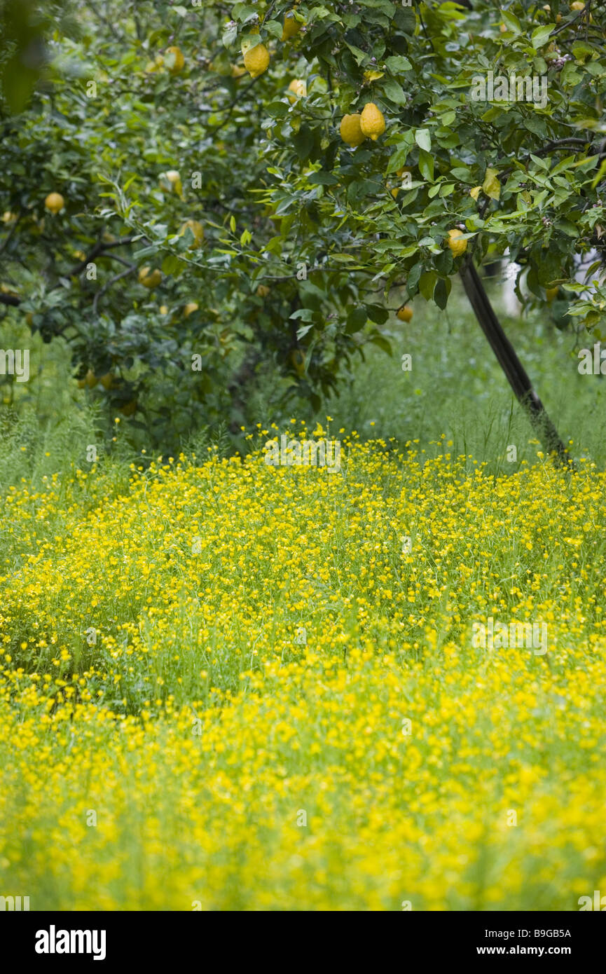 Sorrento and lemon grove hires stock photography and images Alamy