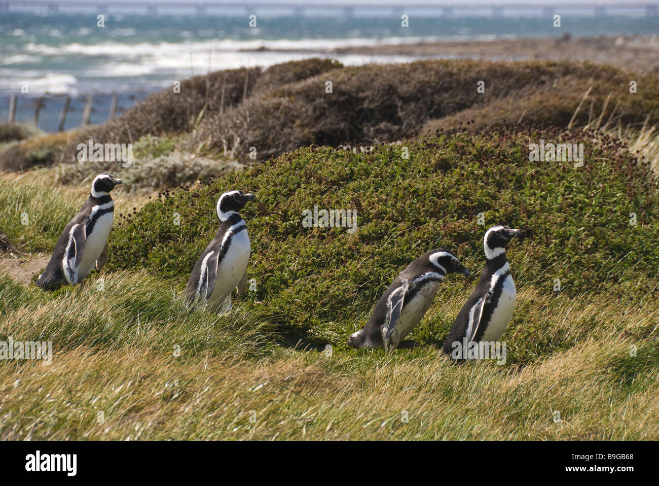 Elk198 4169 Chile Patagonia Seno Otway Penguin Reserve Magellanic penguins Spheniscus magallanicus Stock Photo
