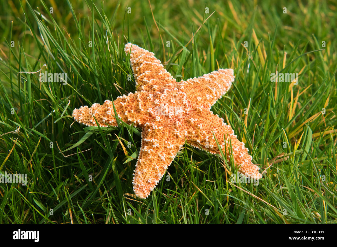 Starfish on grass - side view Stock Photo