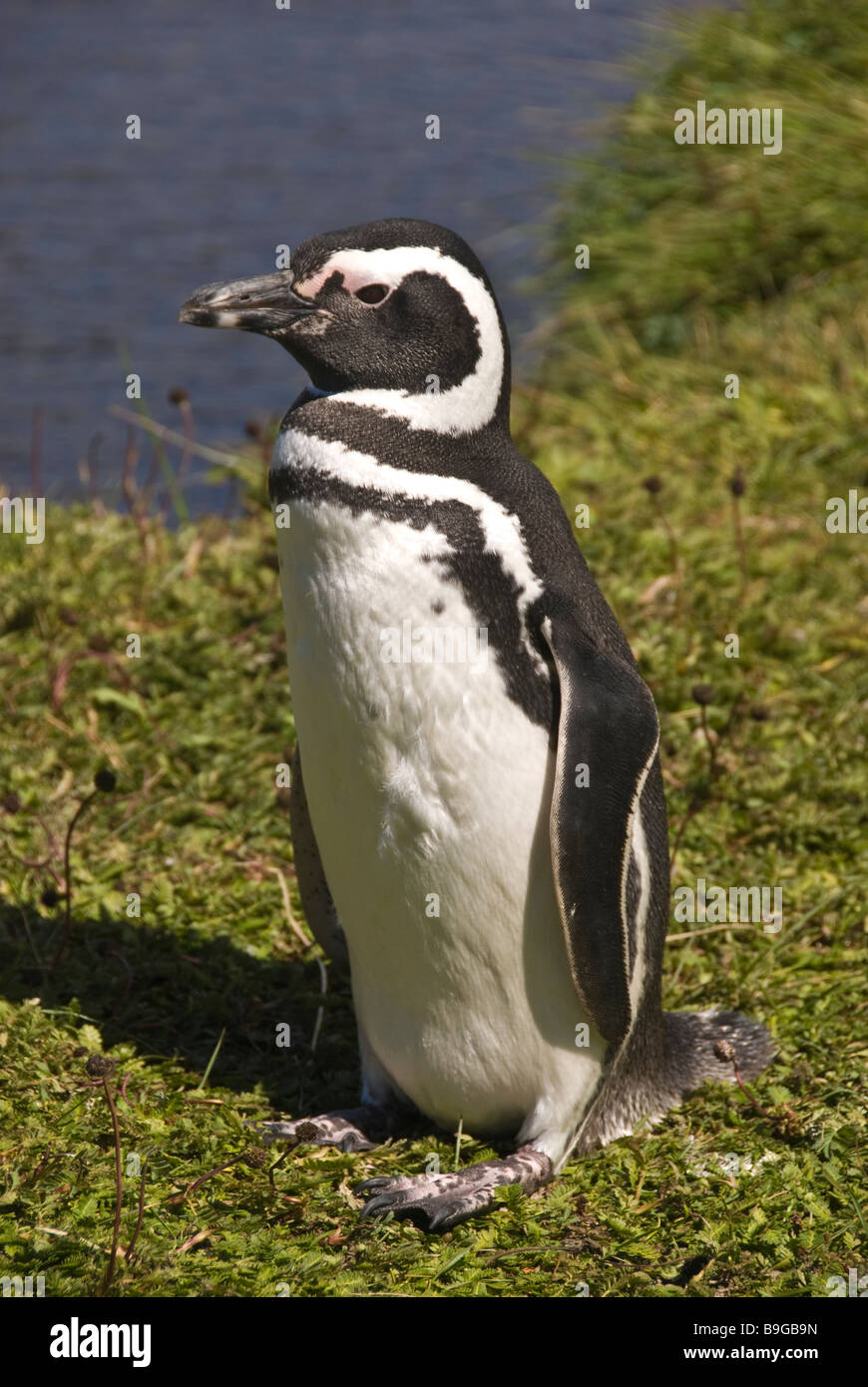 Elk198 4185v Chile Patagonia Seno Otway Penguin Reserve Magellanic penguin Spheniscus magallanicus Stock Photo