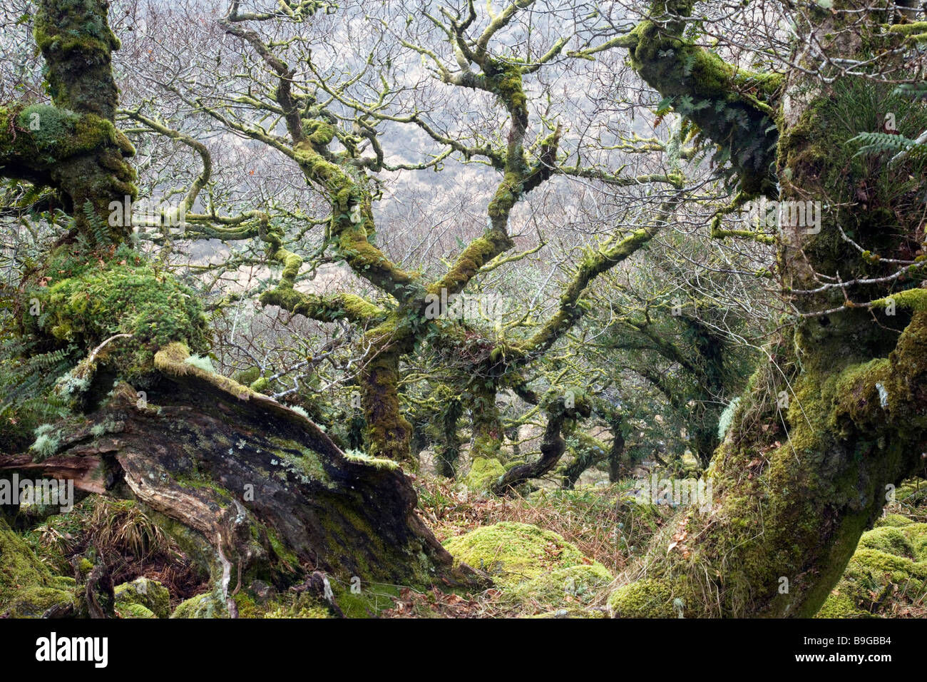 Stunted oak trees grow from a jumble of mossy rocks at Wistmans Wood on Dartmoor Stock Photo