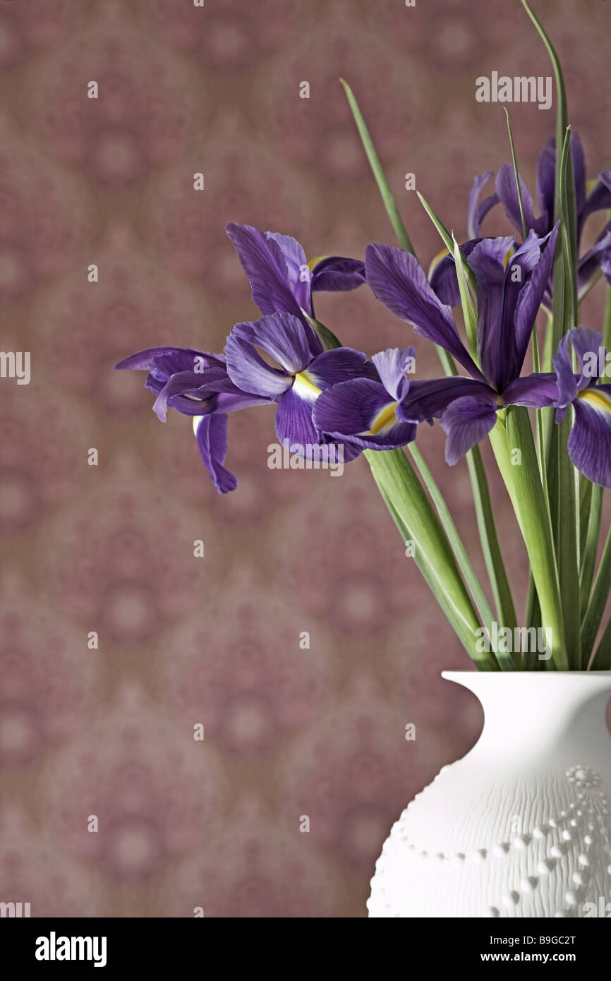Vase iris bloom purple flowervase knows plants flowers lilies lily