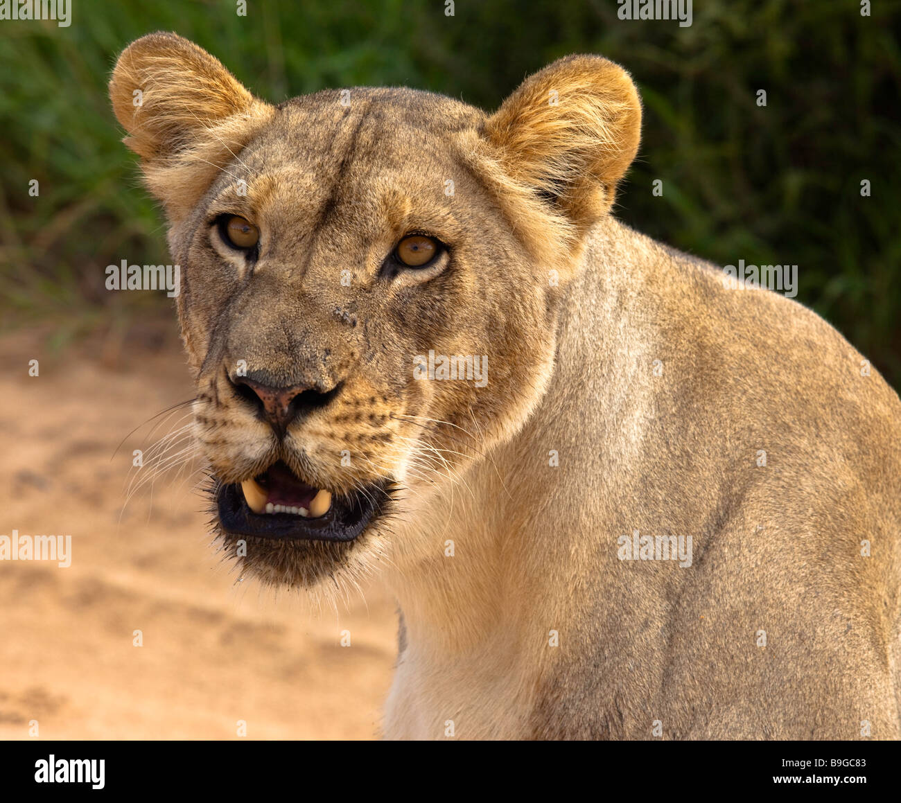 lioness potrait Stock Photo
