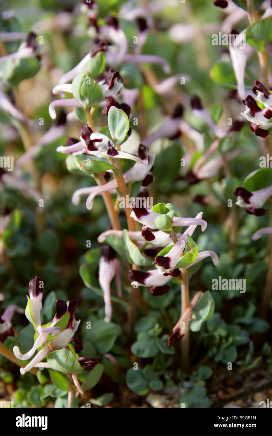 Corydalis, Corydalis popovii, Fumariaceae, Russia Stock Photo