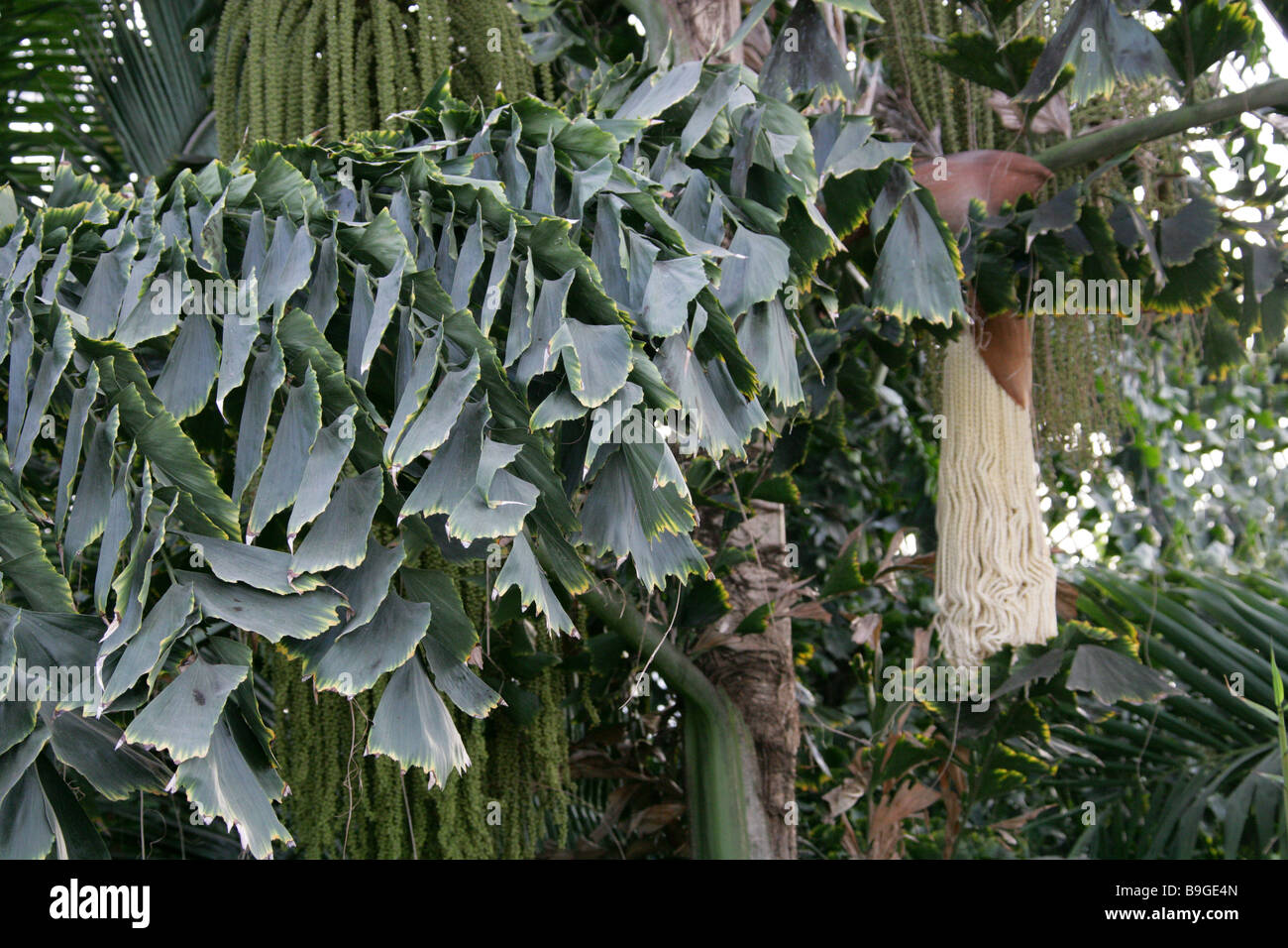 Fishtail Palm aka Albert Palm, Caryota rumphiana, Arecaceae, Western Indonesia Stock Photo
