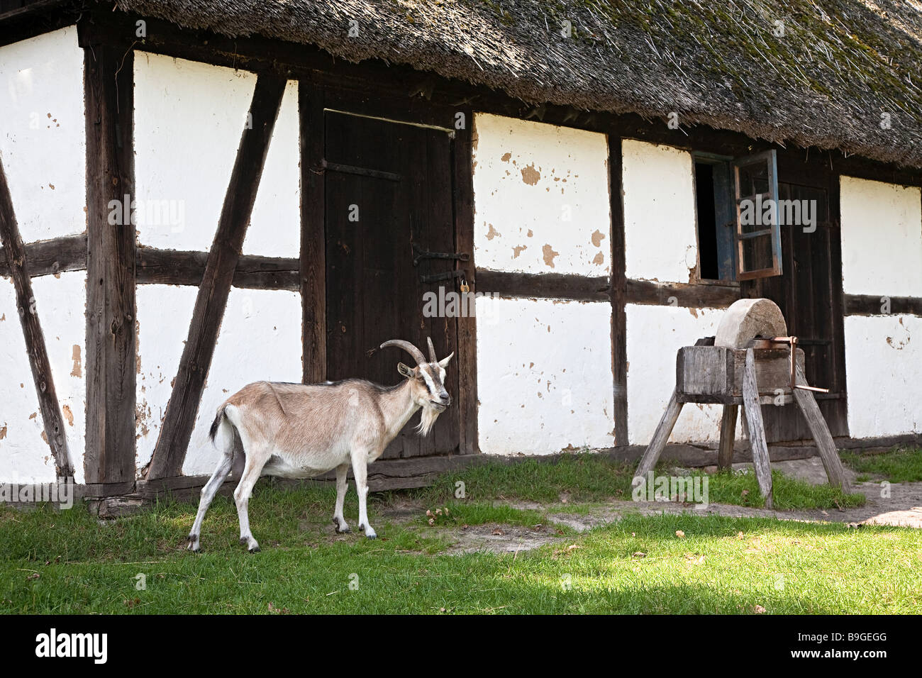Goat outside thatched farm barn with grindstone at folk museum Kluki Poland Stock Photo