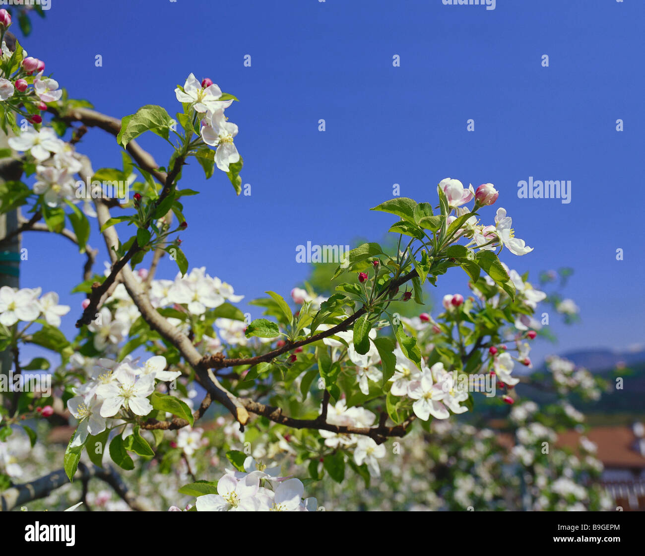 Apple Tree Detail Branches Bloom Heaven Spring Plants Useful Plants Tree Culture Apple Tree Fruit Tree Garden Apple Tree Malus Stock Photo Alamy