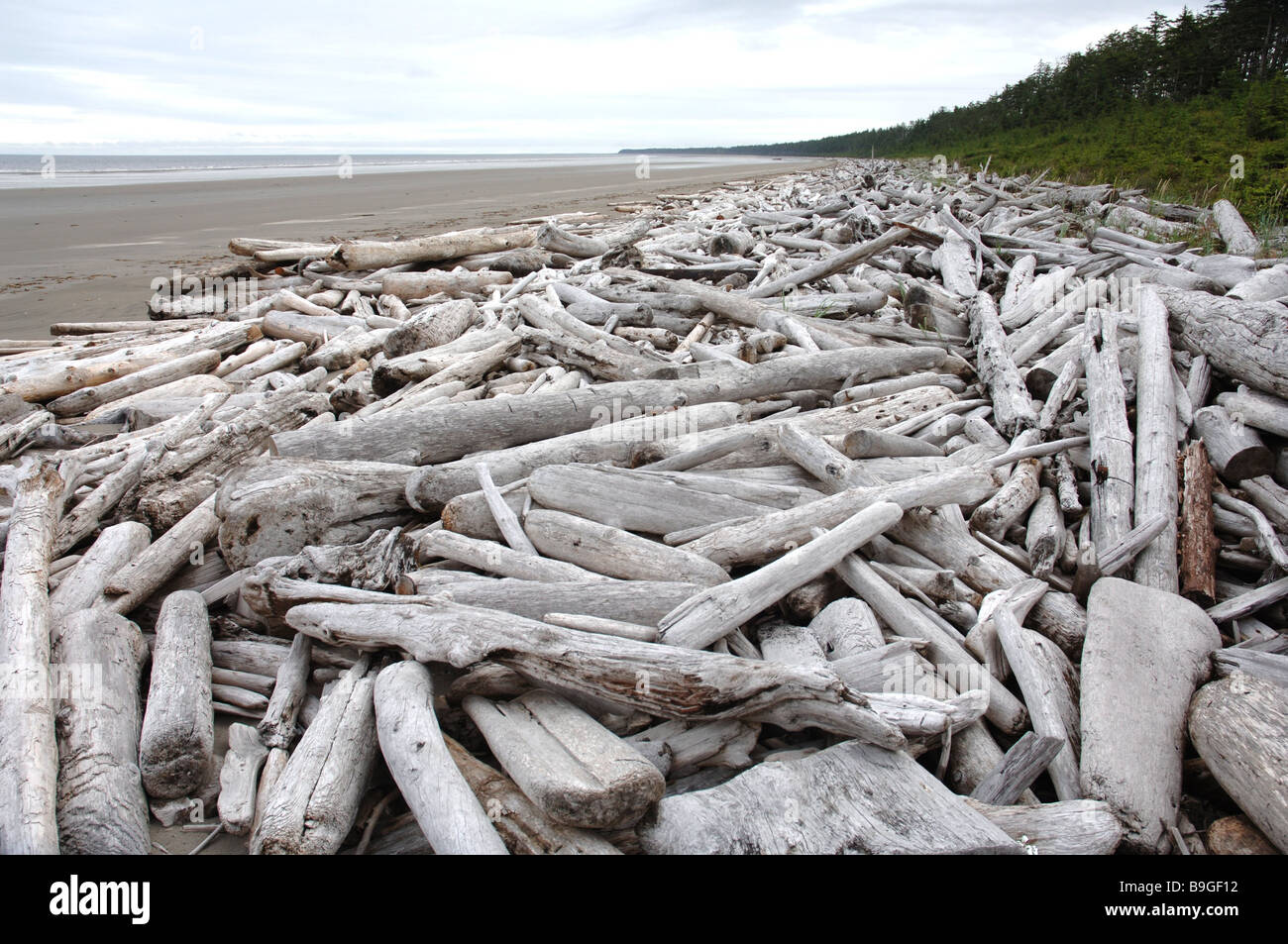 Canada British Columbia Queen Charlotte Island coast driftwood lake ...