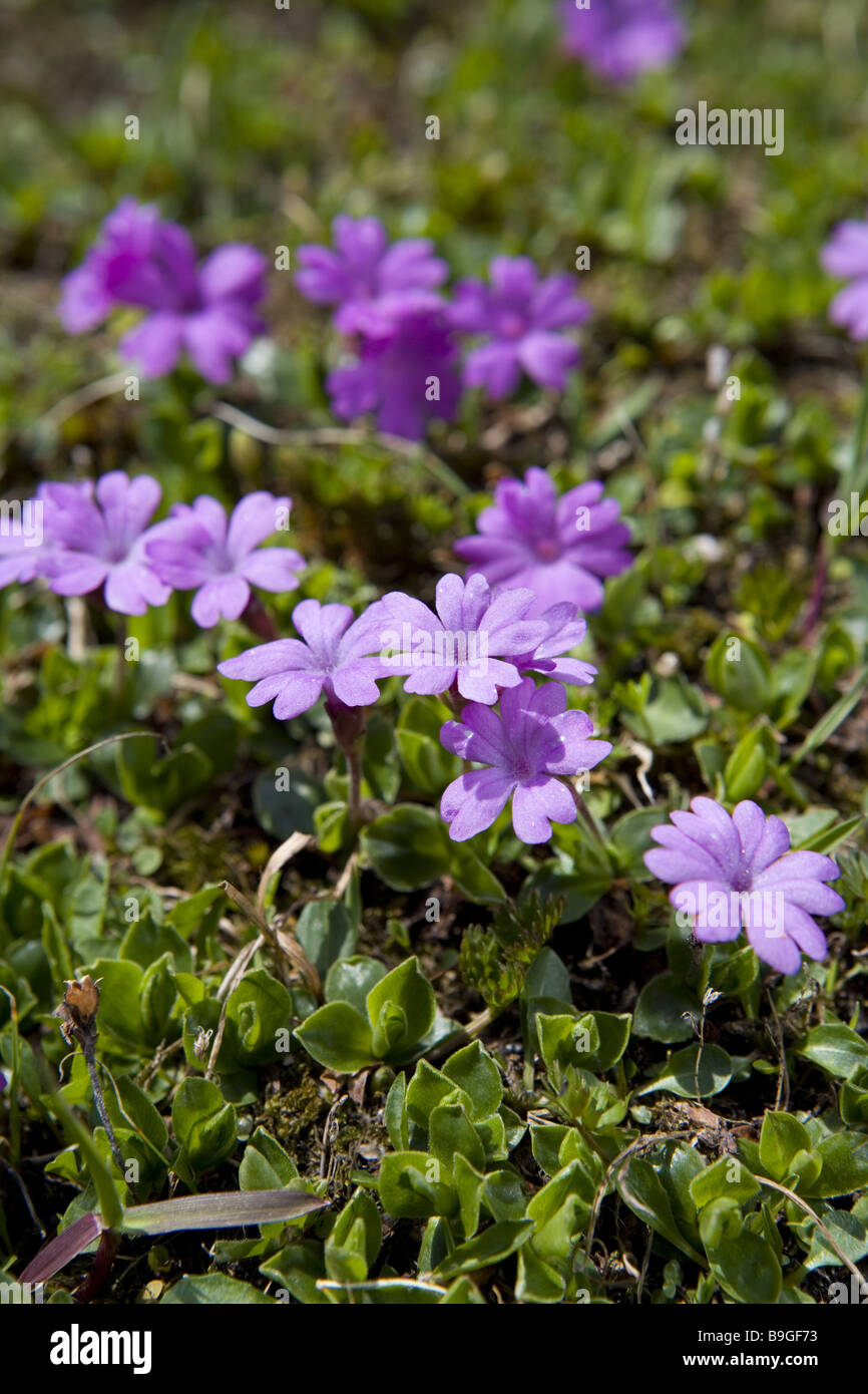 alpine flowers hairy primrose Primula hirsuta  Albula-pass alps alpine flower alpine flowers alpine flora hairy primrose Stock Photo