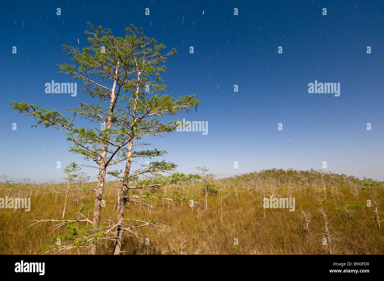 Time exposure under full moon captures star trails and bald cypress forest in sawgrass prairie Everglades National Park Florida Stock Photo