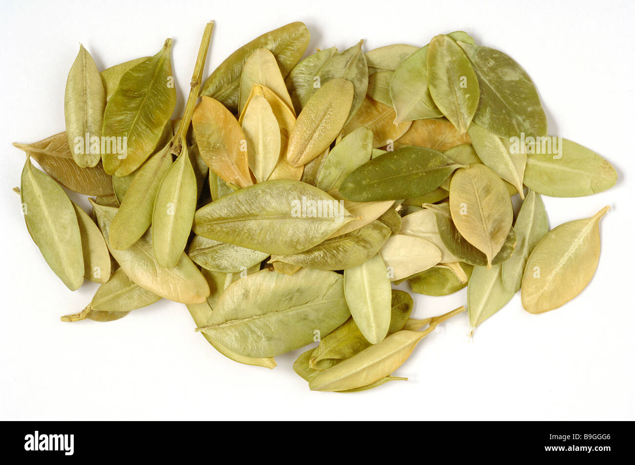 Dried leaves of medicinal plant Buchsbaum Buchs Box Boxtree Boxwood Buxus sempervirens Stock Photo