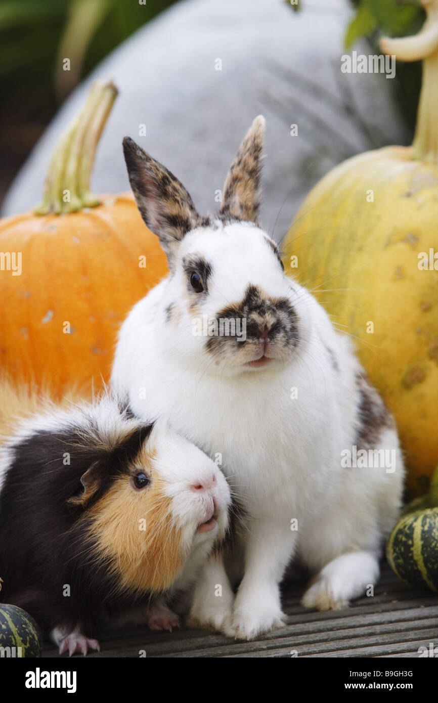 Dwarfrabbits Leporidae guinea pigs Cavia porcellus portrait Alertly