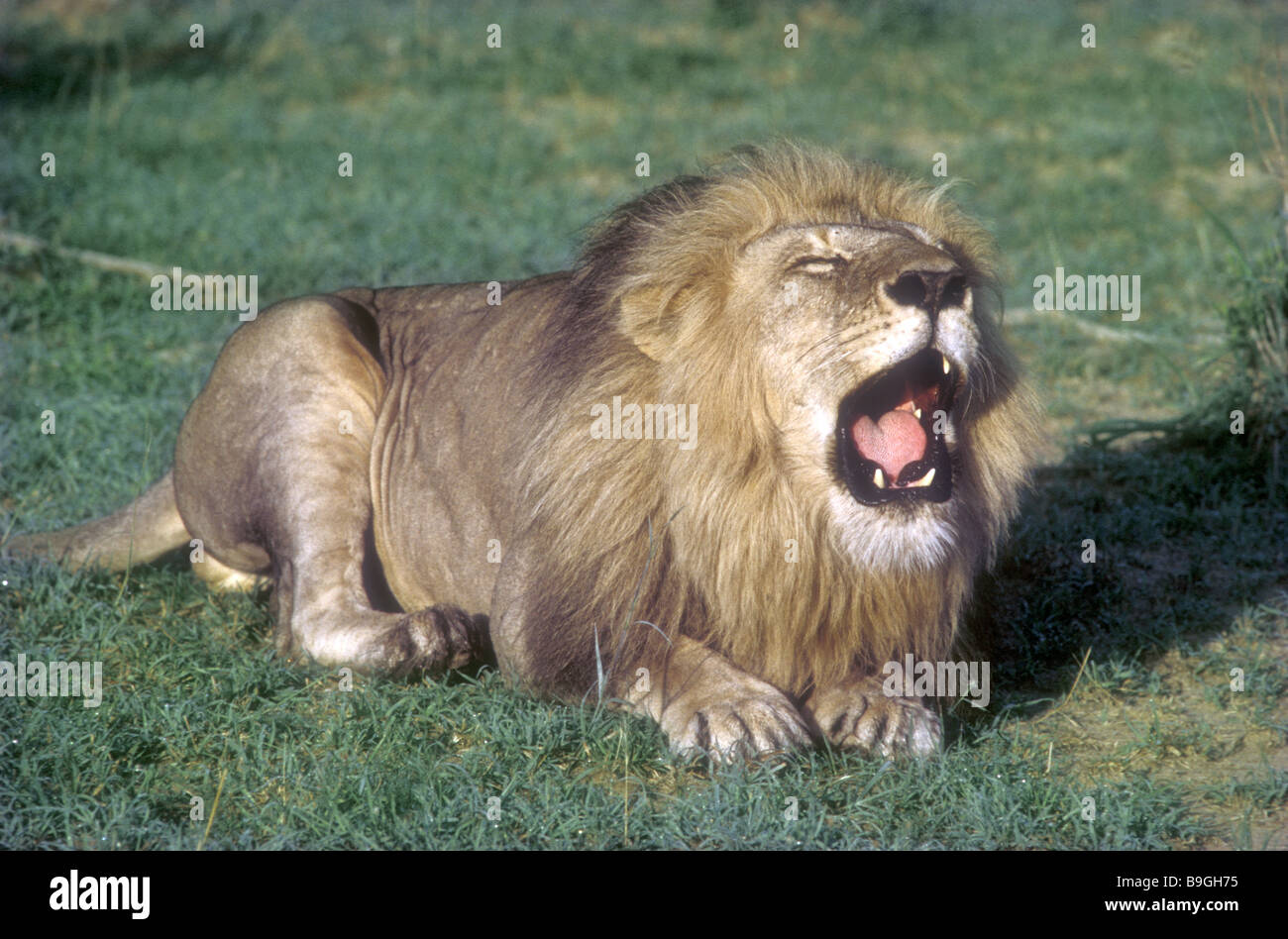 Mature male lion with fine mane lying down roaring to proclaim his territory Masai Mara National Reserve Kenya East Africa Stock Photo