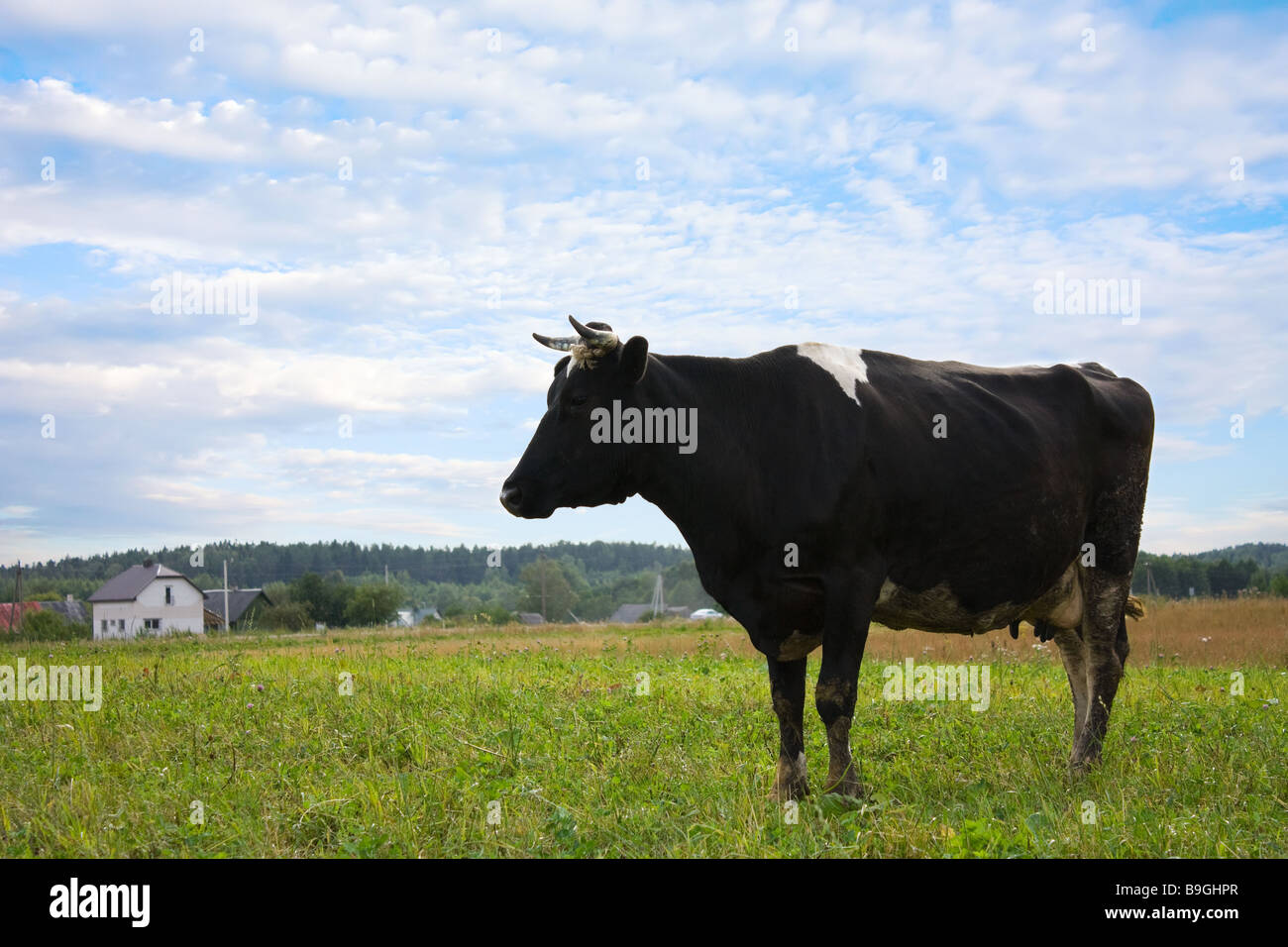 cow on meadow Stock Photo - Alamy
