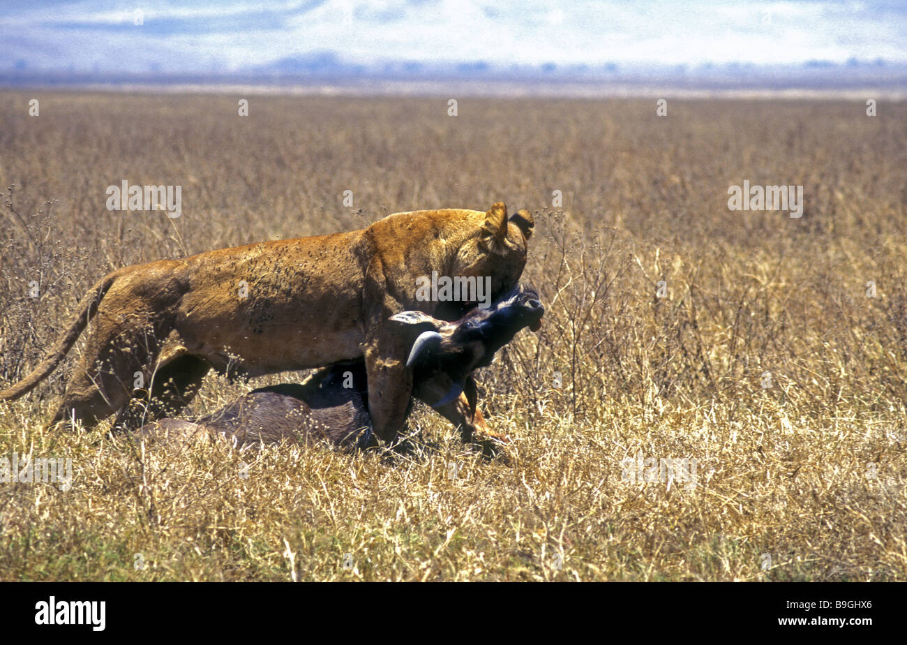 Lioness dragging freshly killed wildebeest to her cubs in Ngorongoro Crater Tanzania East Africa Stock Photo
