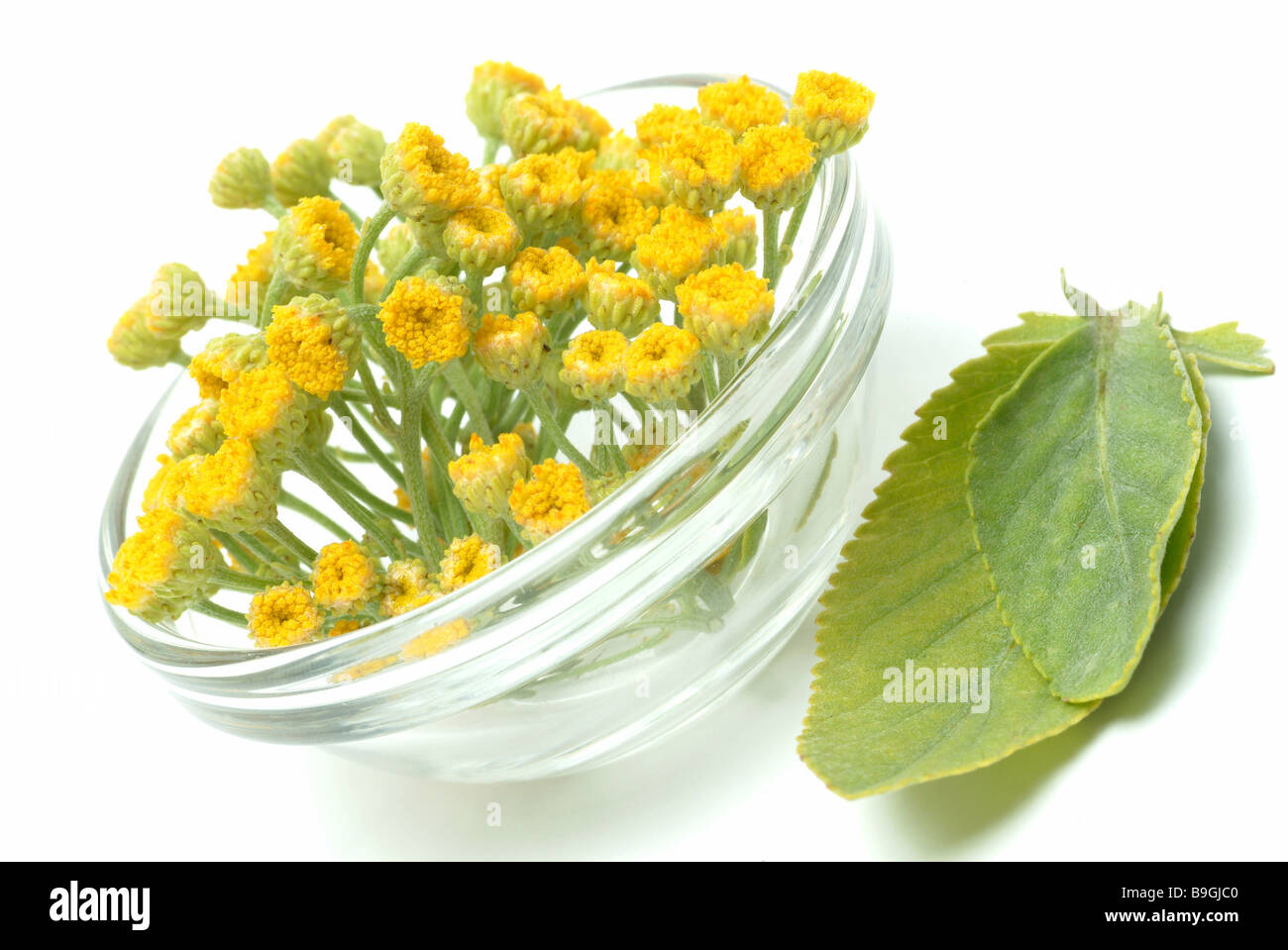 Medicinal plant Marienblatt Costmary Alecost Balsamita major Stock ...