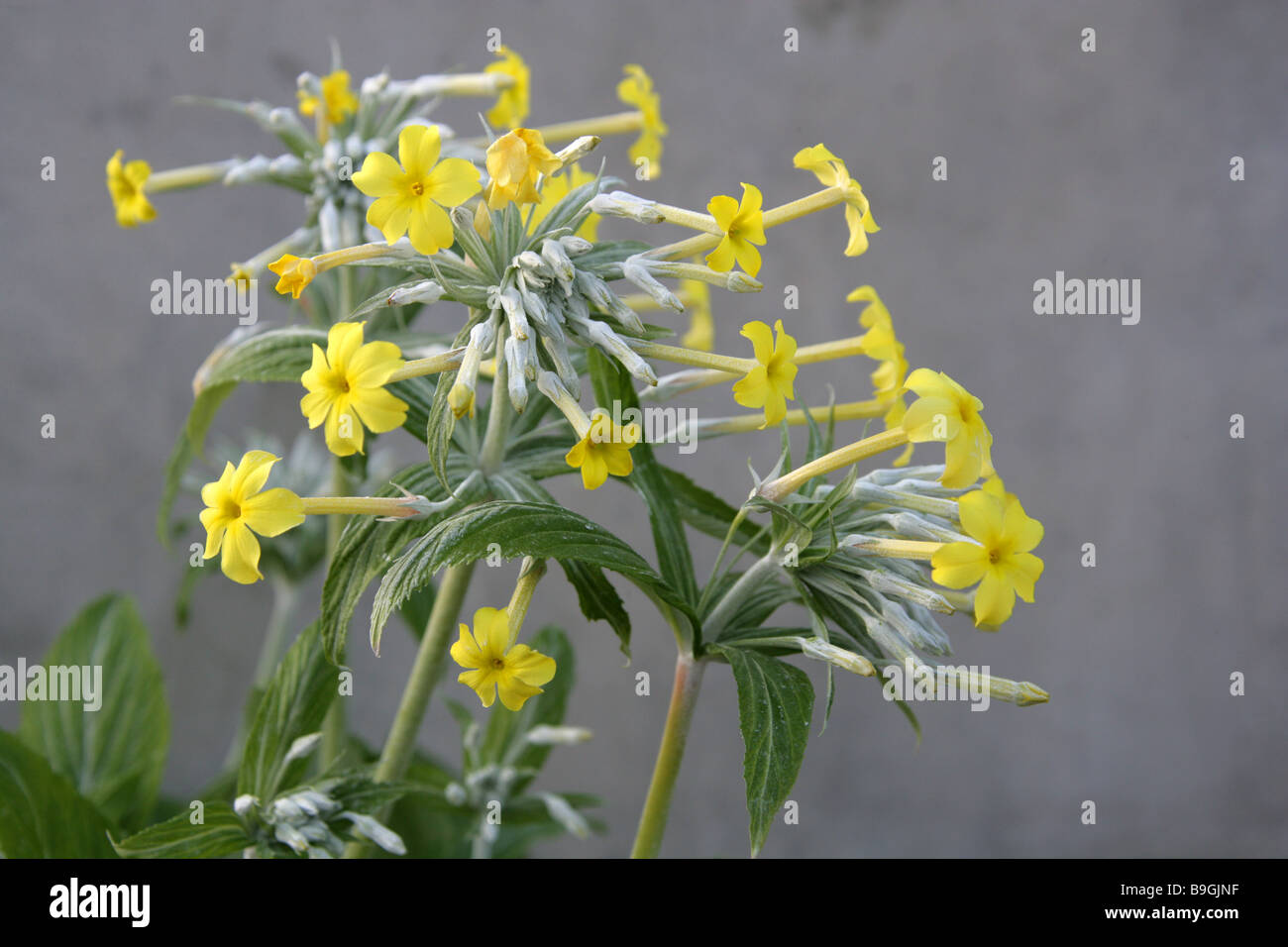Primula verticillata, Primulaceae, Saudi Arabia, Yemen Stock Photo
