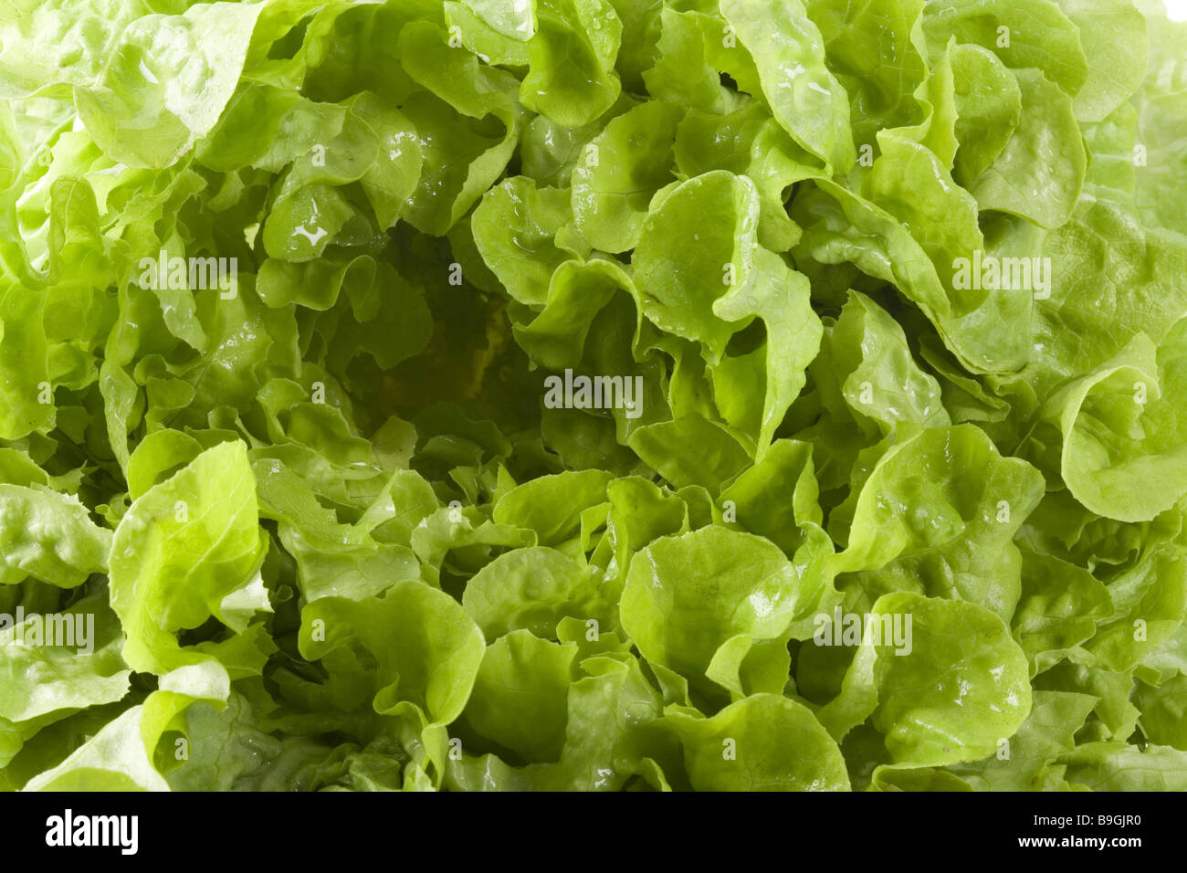 Lettuce wet closeup Stock Photo Alamy