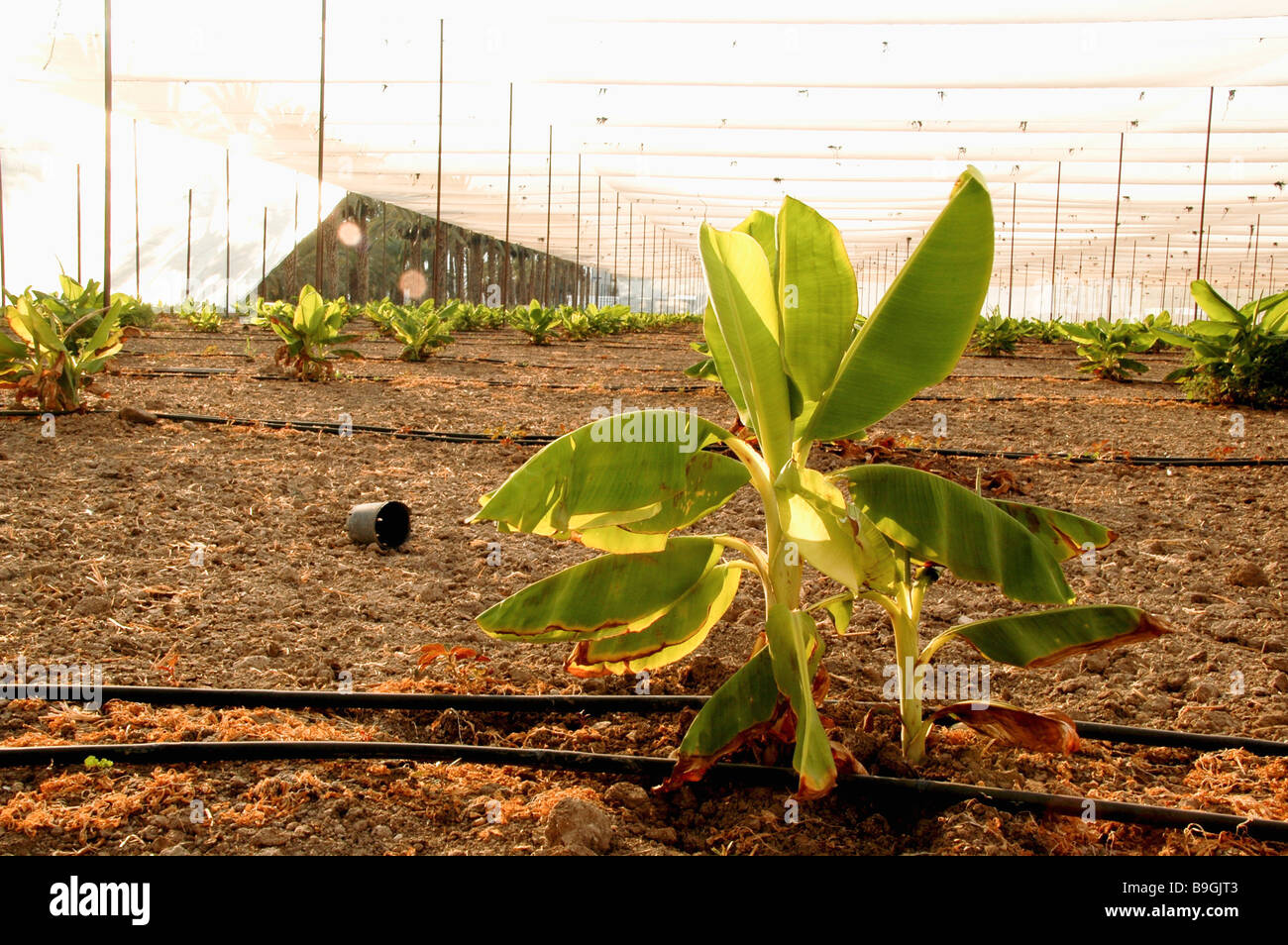 Drip irrigation system hires stock photography and images Alamy