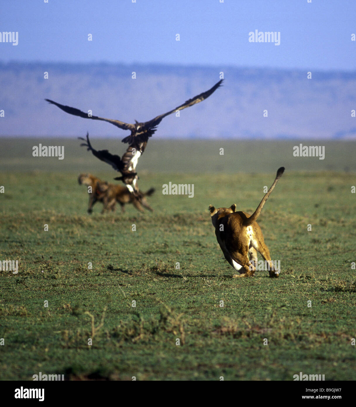 Lioness chasing vultures and Spotted Hyenas away from a kill Masai Mara National Reserve Kenya East Africa Stock Photo