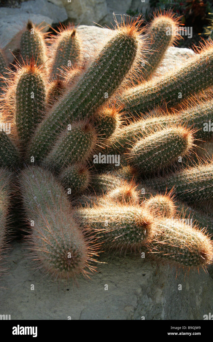 Echinopsis huascha Cactus, Cactaceae, North West Argentina, South America Stock Photo