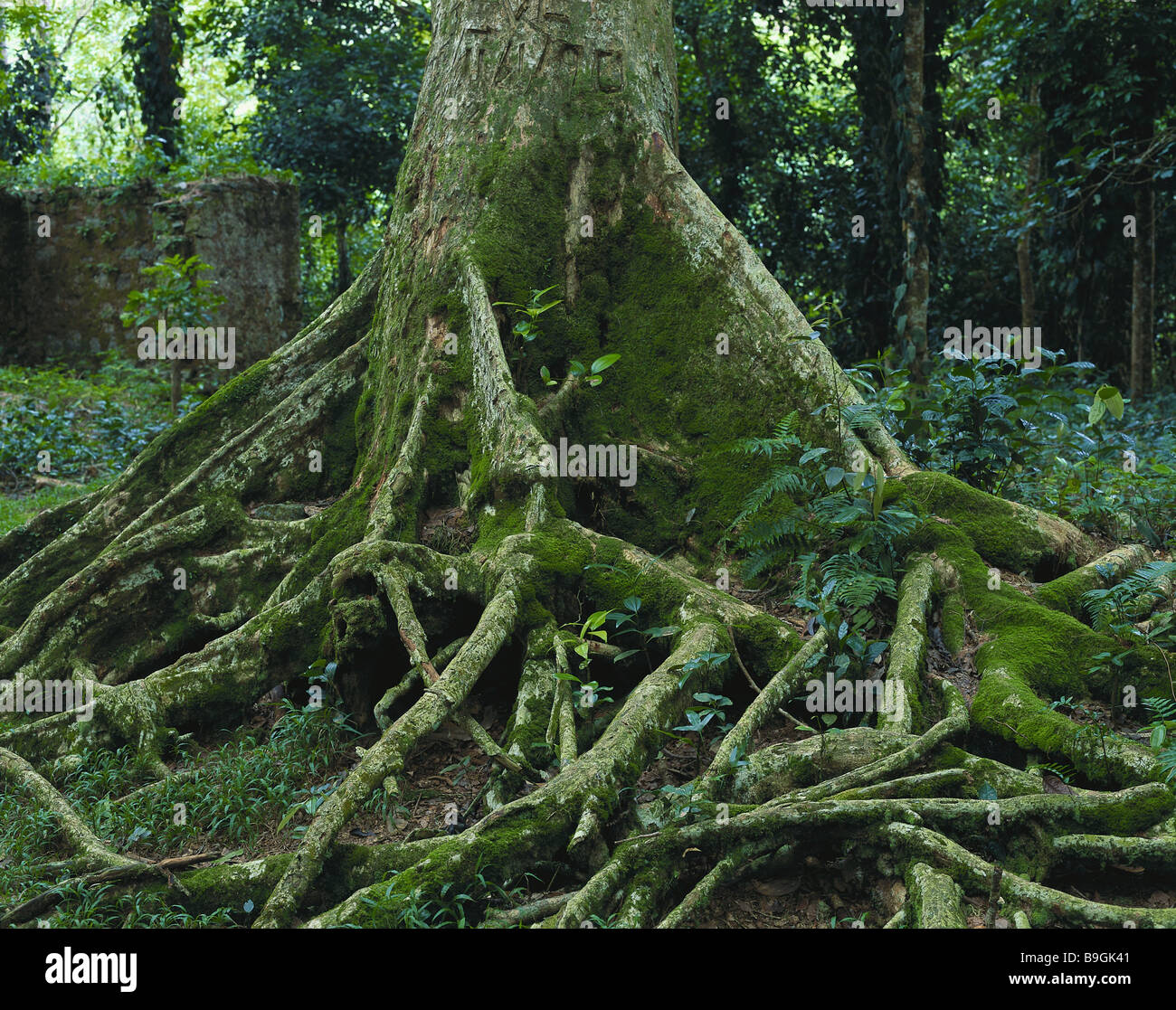 Blood Tree High Resolution Stock Photography And Images Alamy Blood Tree High Resolution Stock Photography And Images Alamy