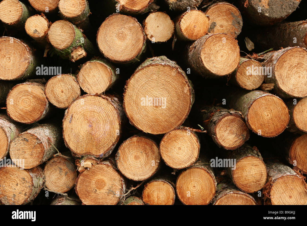 A pile of Cut Wooden Logs Stock Photo