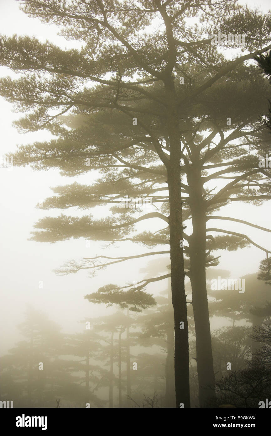 Forest Hwangshan jaws Pinus hwangshanensis fog Stock Photo