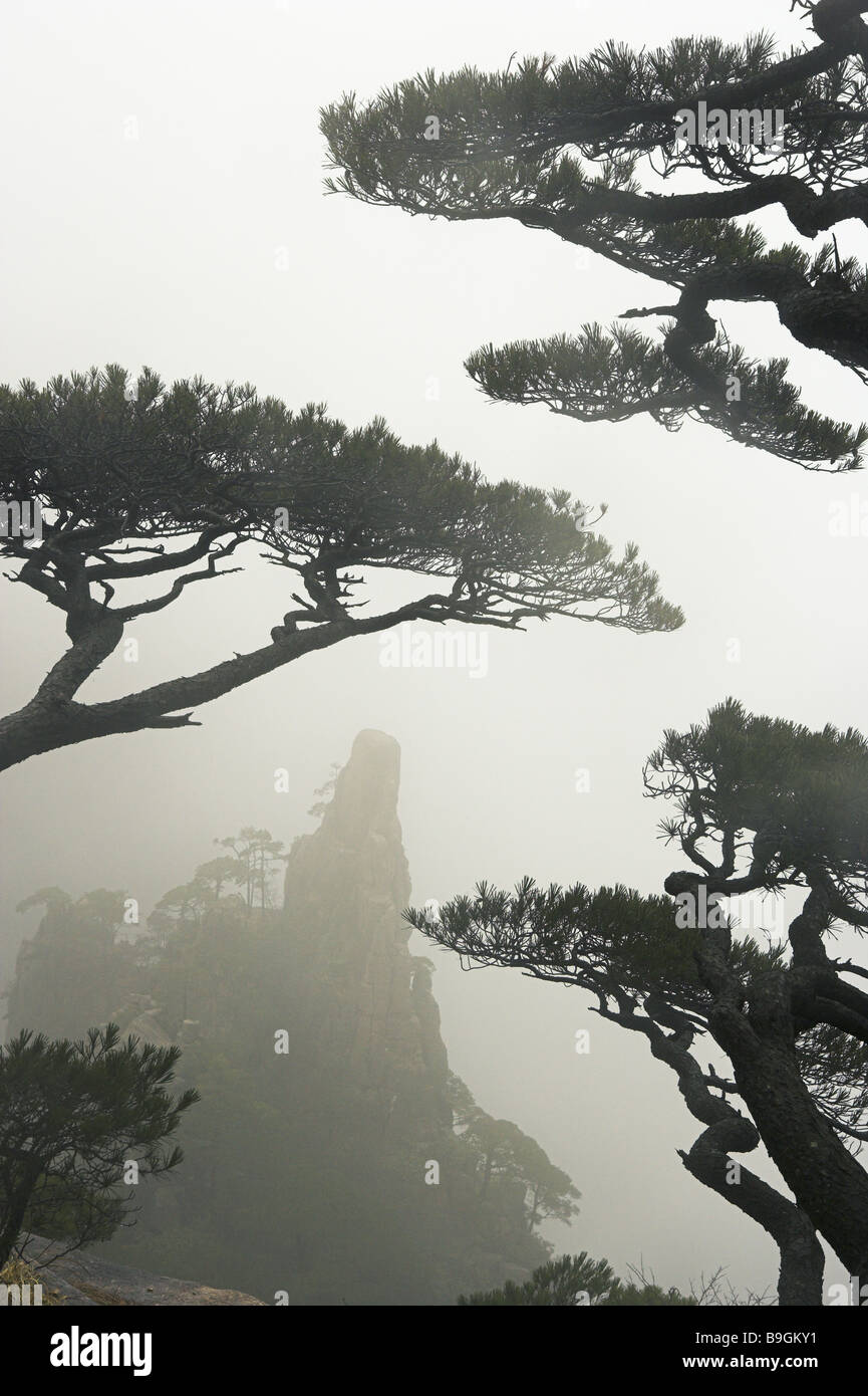 Huangshan mountains Huangshan pine Pinus hwangshanensis fog Anhui Asia excerpt beige botany trees China Close-up hazy mist Stock Photo