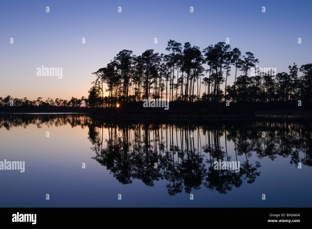 Pine rockland hi-res stock photography and images - Alamy