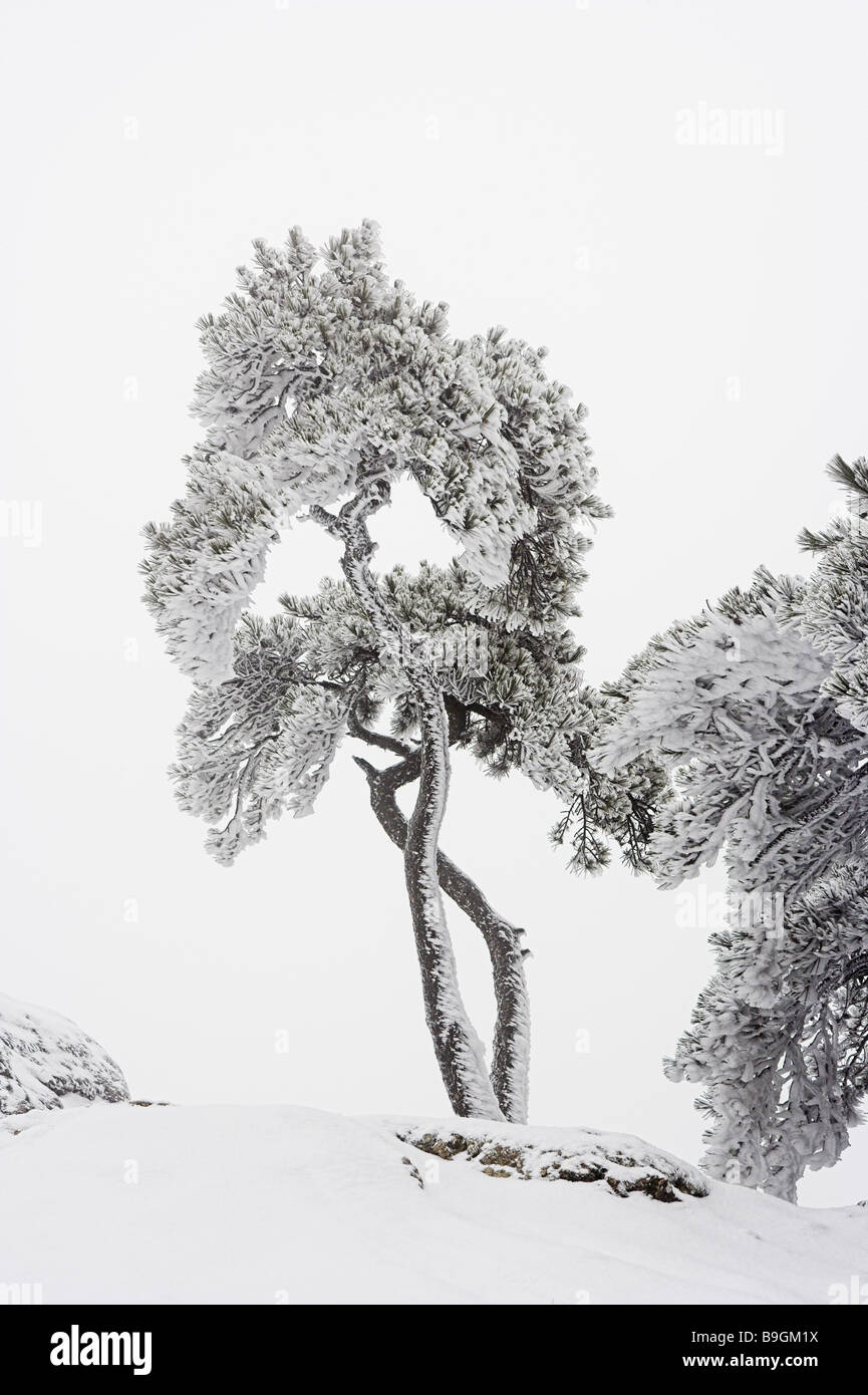 Huangshan mountains Huangshan pine Pinus hwangshanensis snow-covered winter Anhui Asia tree covered impressive bizarre botany Stock Photo