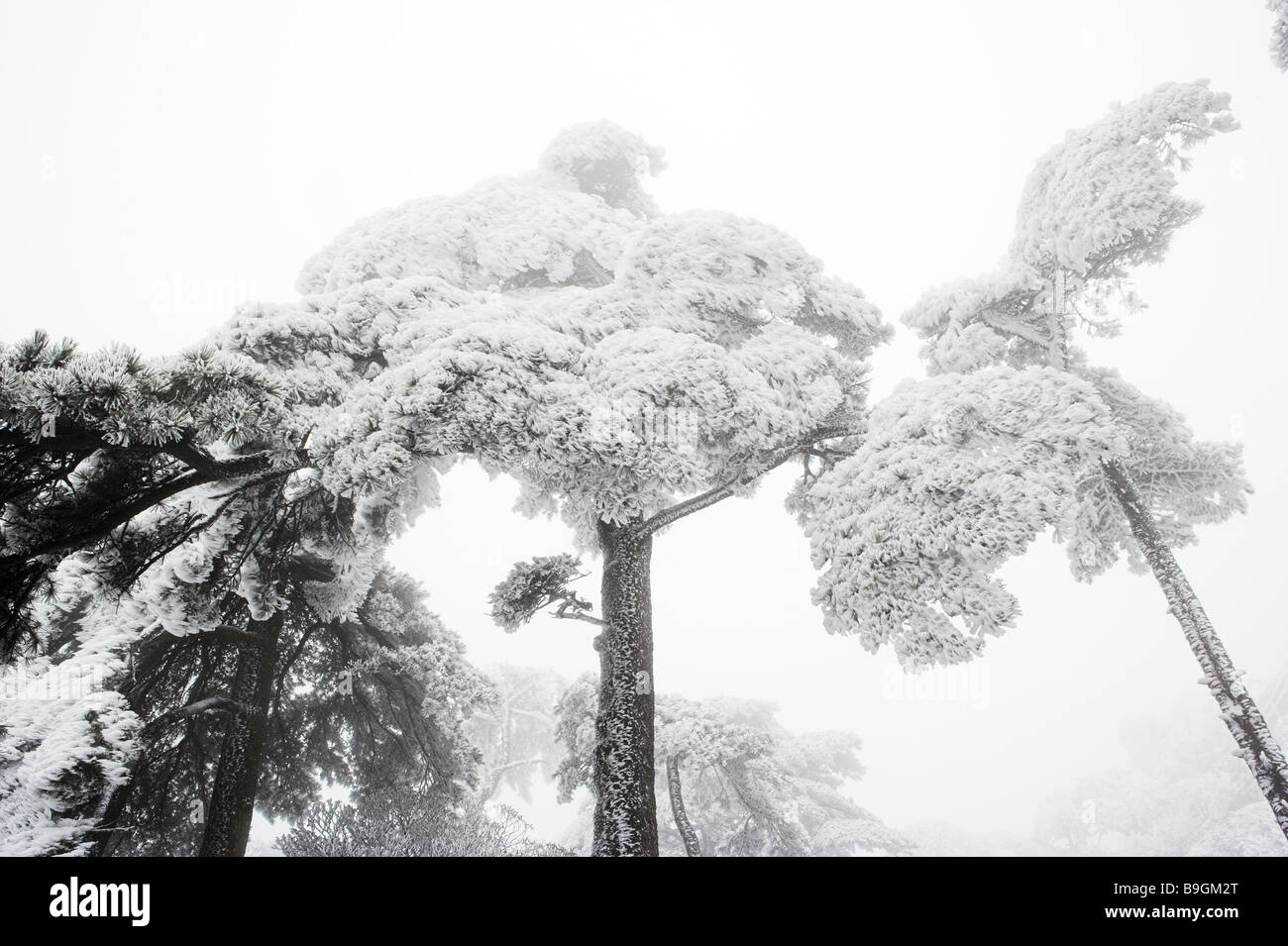 Huangshan mountains Huangshan pine Pinus hwangshanensis snow-covered winter Anhui Asia tree covered impressive bizarre botany Stock Photo