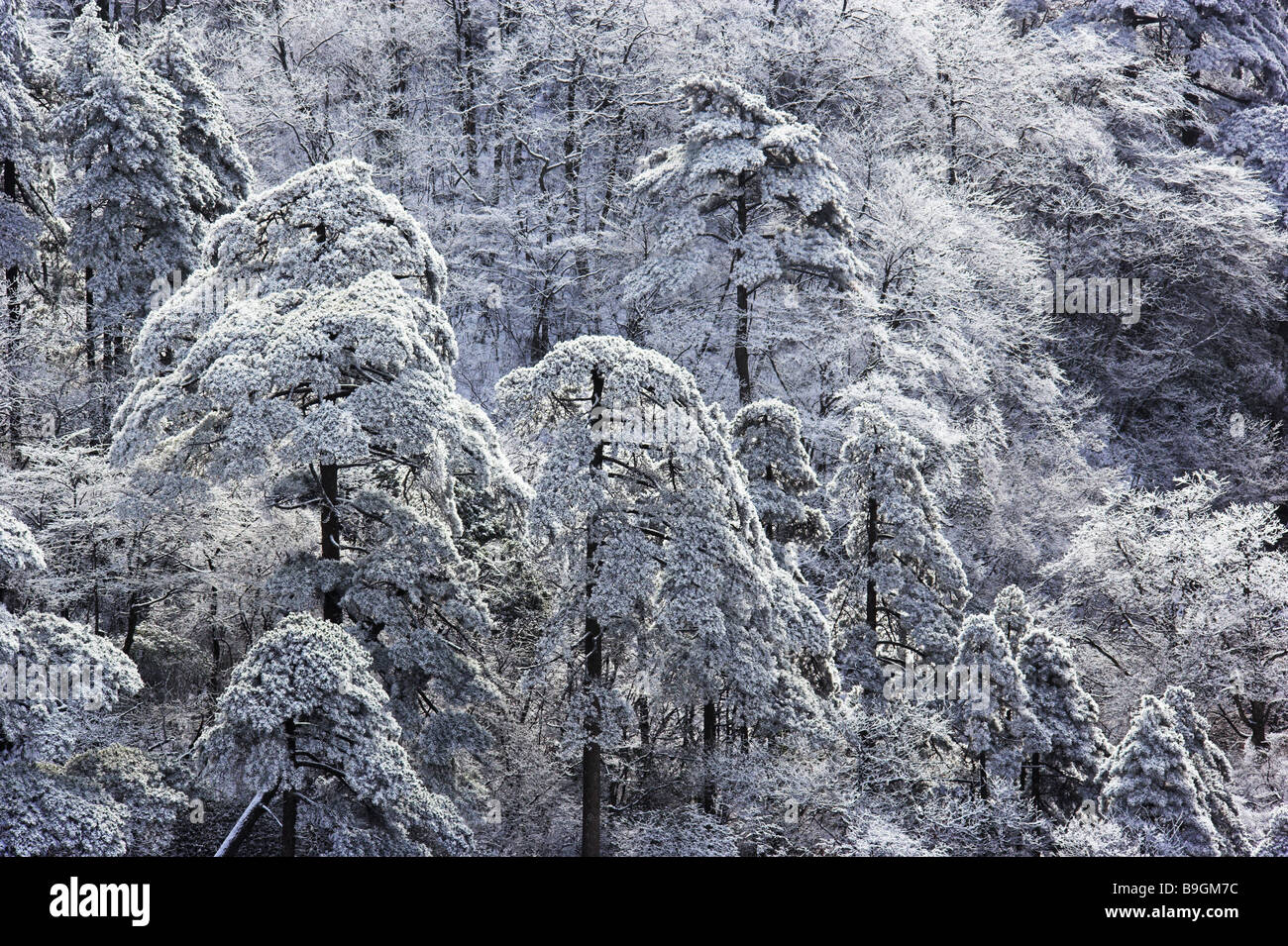 Huangshan mountains Huangshan pine Pinus hwangshanensis snow-covered winter Anhui Asia tree impressive bizarre botany trees Stock Photo