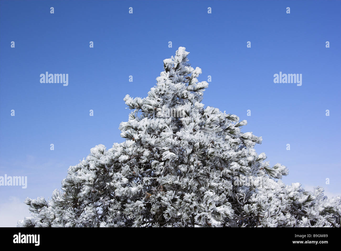 Huangshan mountains Huangshan pine Pinus hwangshanensis snow-covered winter close-up Broached Anhui Asia excerpt tree treetop Stock Photo