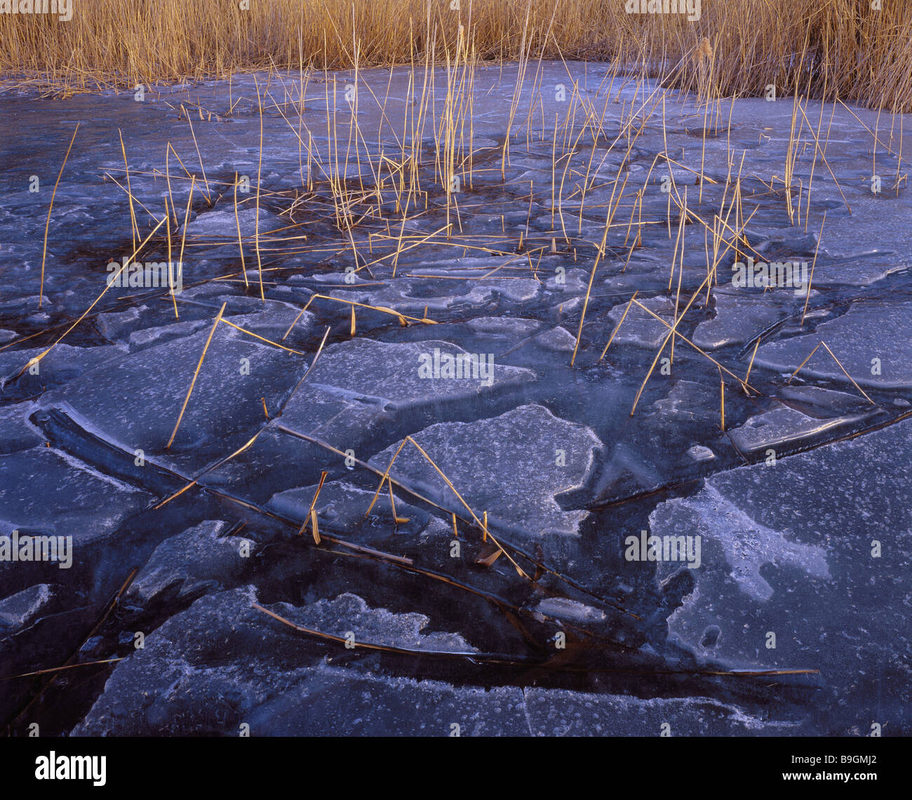 Reeds shore frozen over detail lake waters grass reed water icecap ice ...