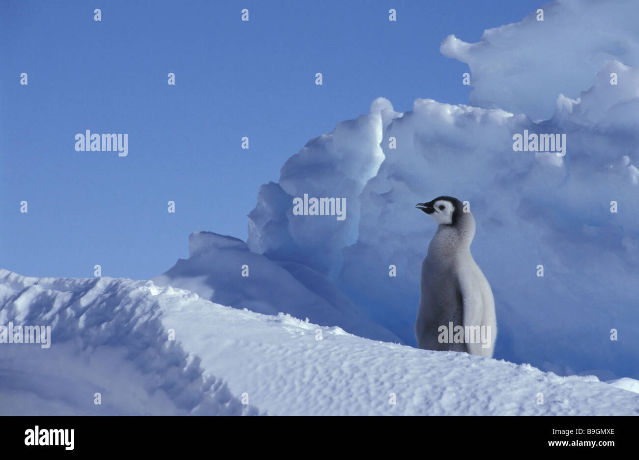 Emperor-penguins  Aptenodytes forsteri  squab Stock Photo
