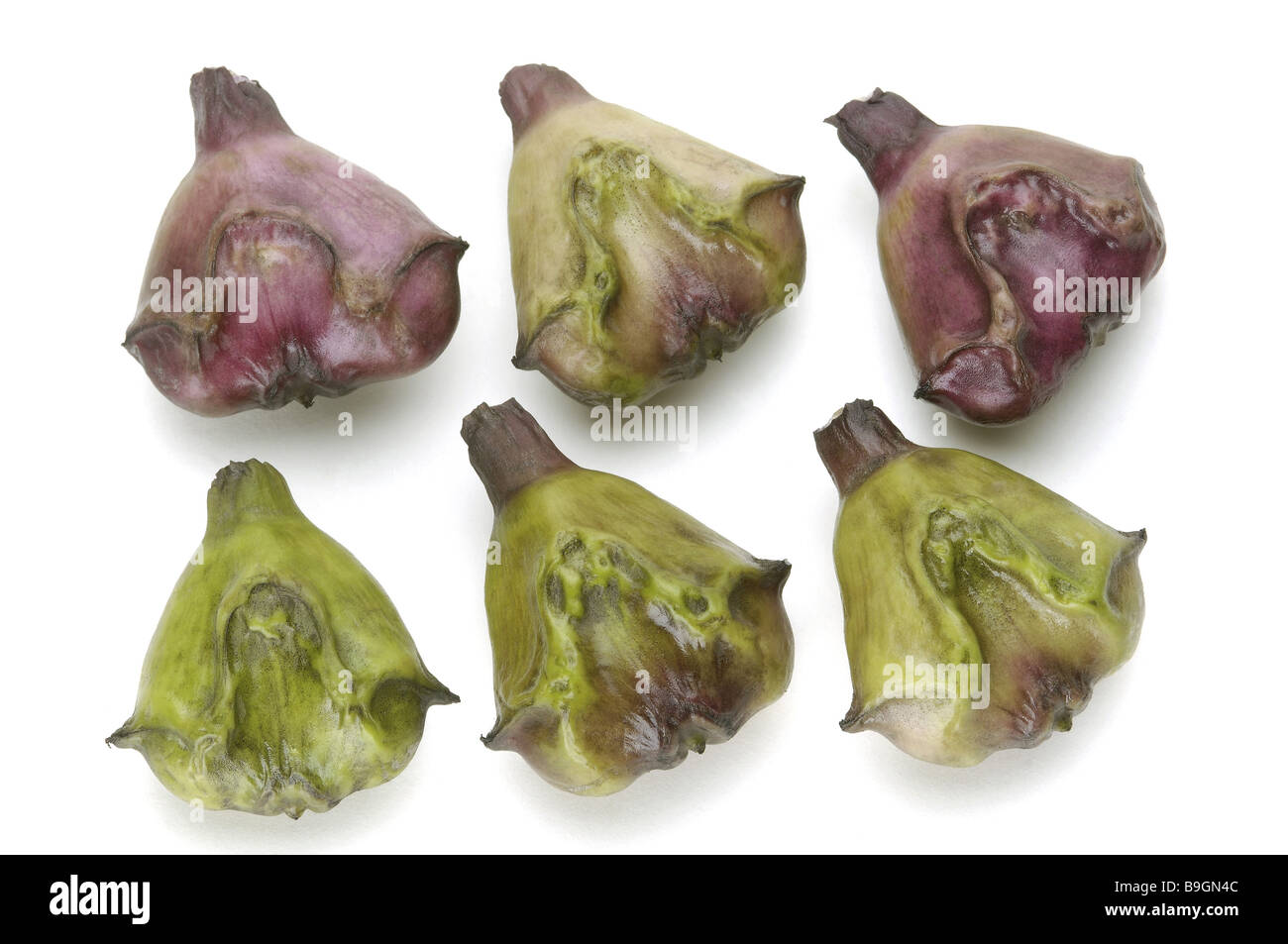 Waternut Trapa natans six waterplant swampplant food exotic tropical