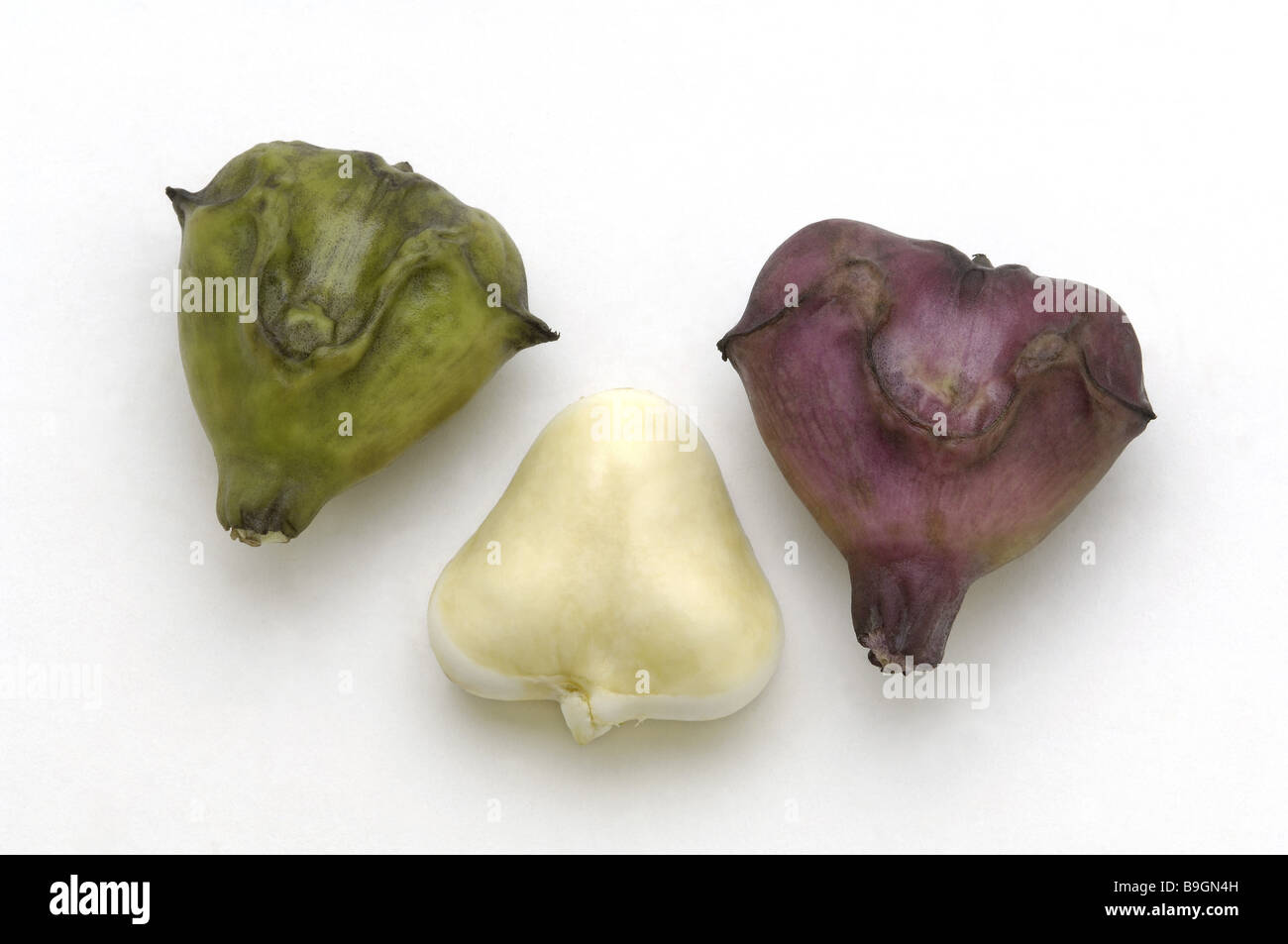 Waternut Trapa natans three waterplant swampplant food exotic