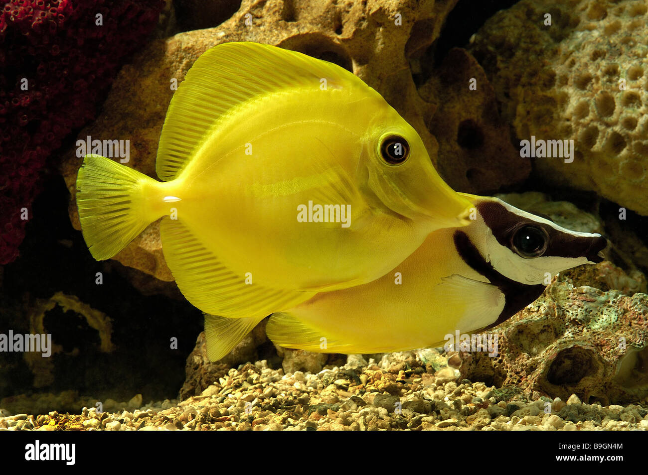 Aquarium yellow tang Zebrasoma flavescens fox-face Siganus spec. fishkeeping reef-aquarium saltwater-aquarium Stock Photo