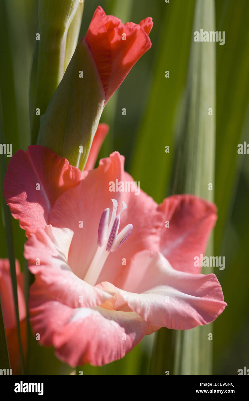 Gladiolus blooming bud closeup Stock Photo Alamy
