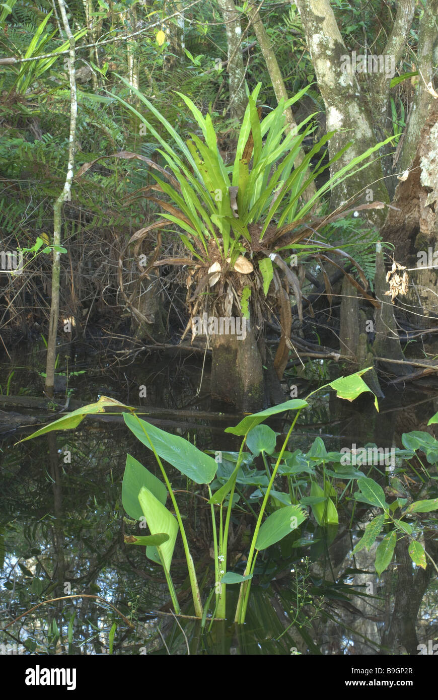 Swamp  plants  Wassercanna  Thalia geniculata Stock Photo