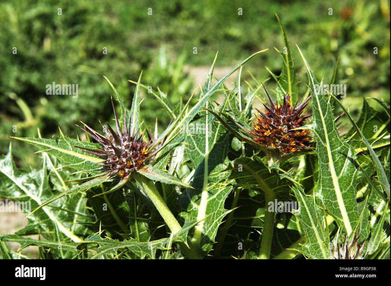 A planted field of domesticated Tumble Thistle Used in the Arab cuisine as a herb Stock Photo
