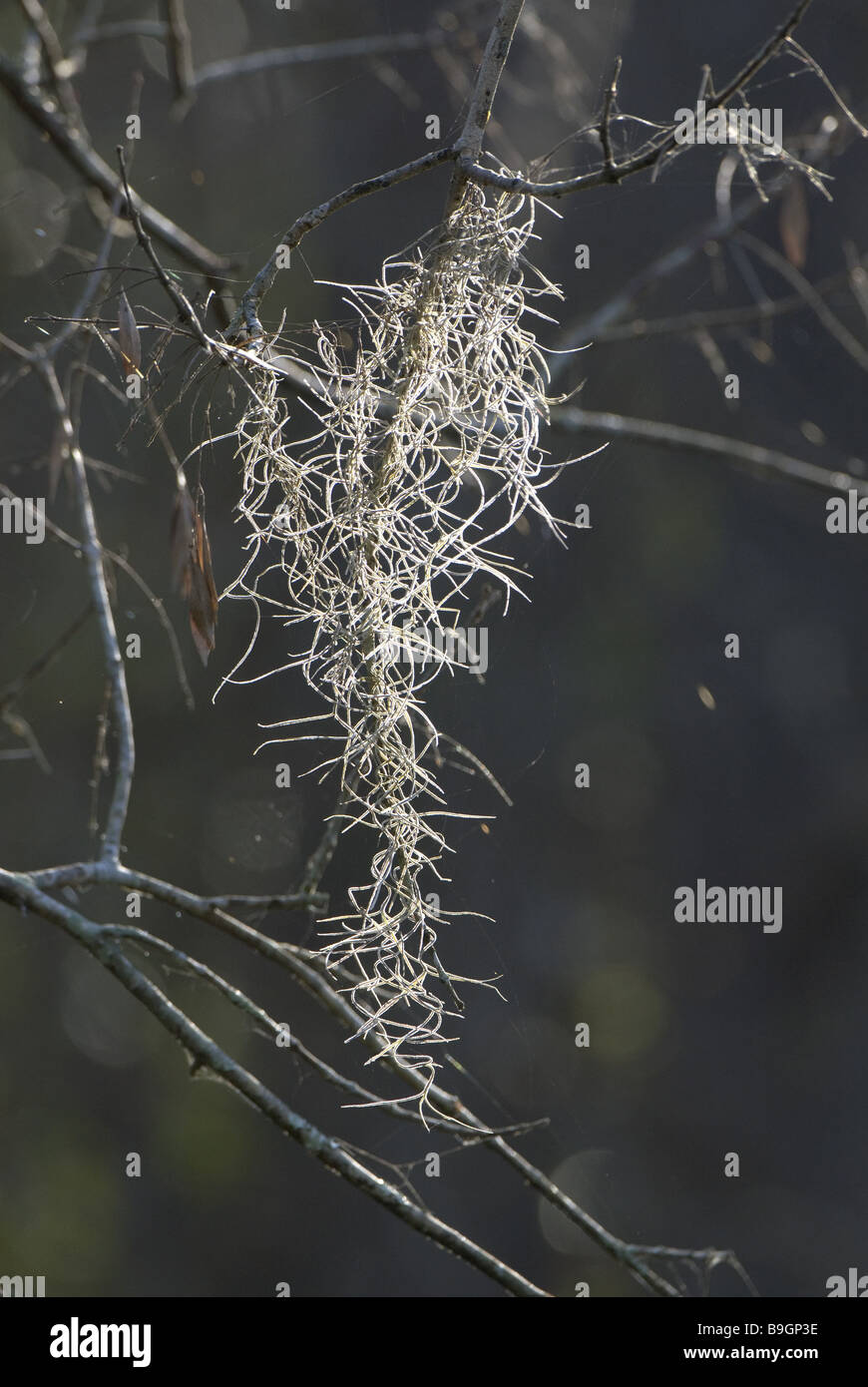 Spanish moss Tillandsia usneoides Stock Photo - Alamy