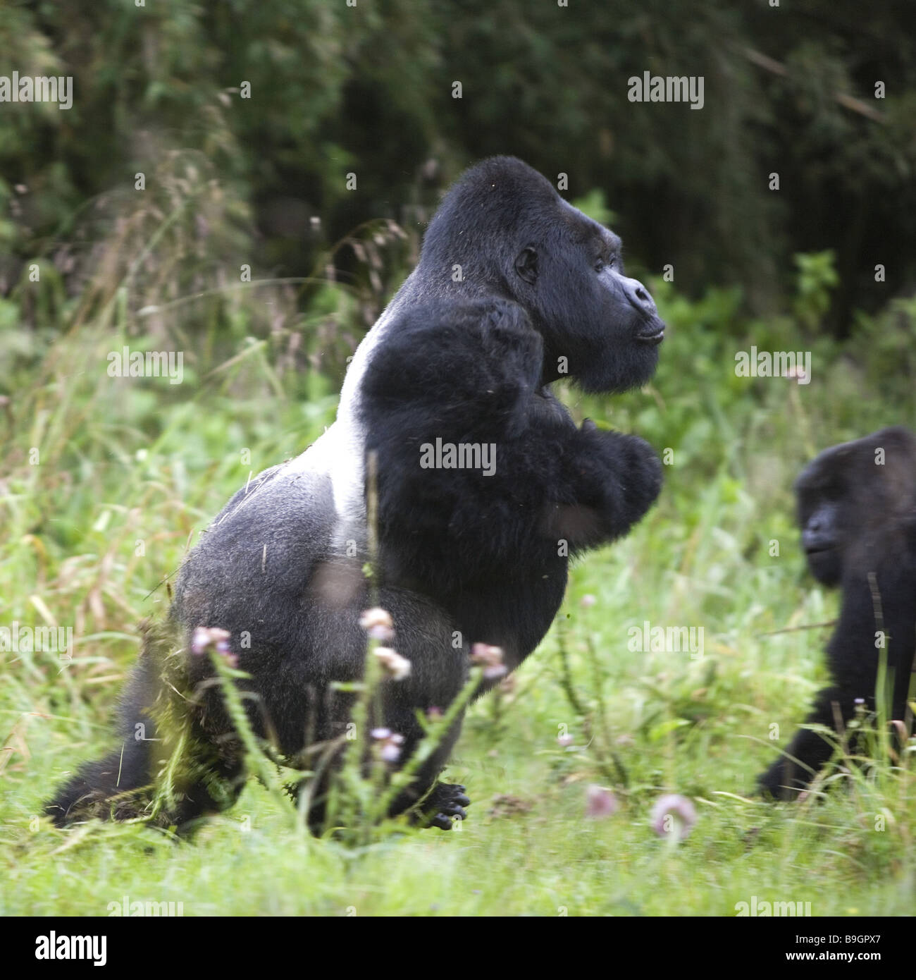 Mountain-gorilla  gorilla gorilla berengei Stock Photo