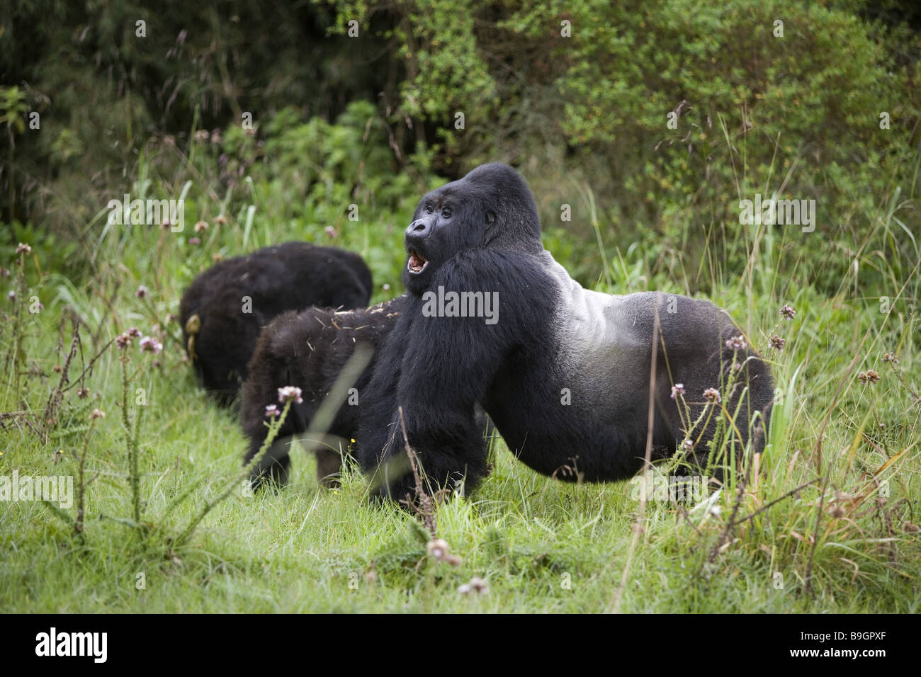 Mountain-gorillas  gorilla gorilla berengei Stock Photo