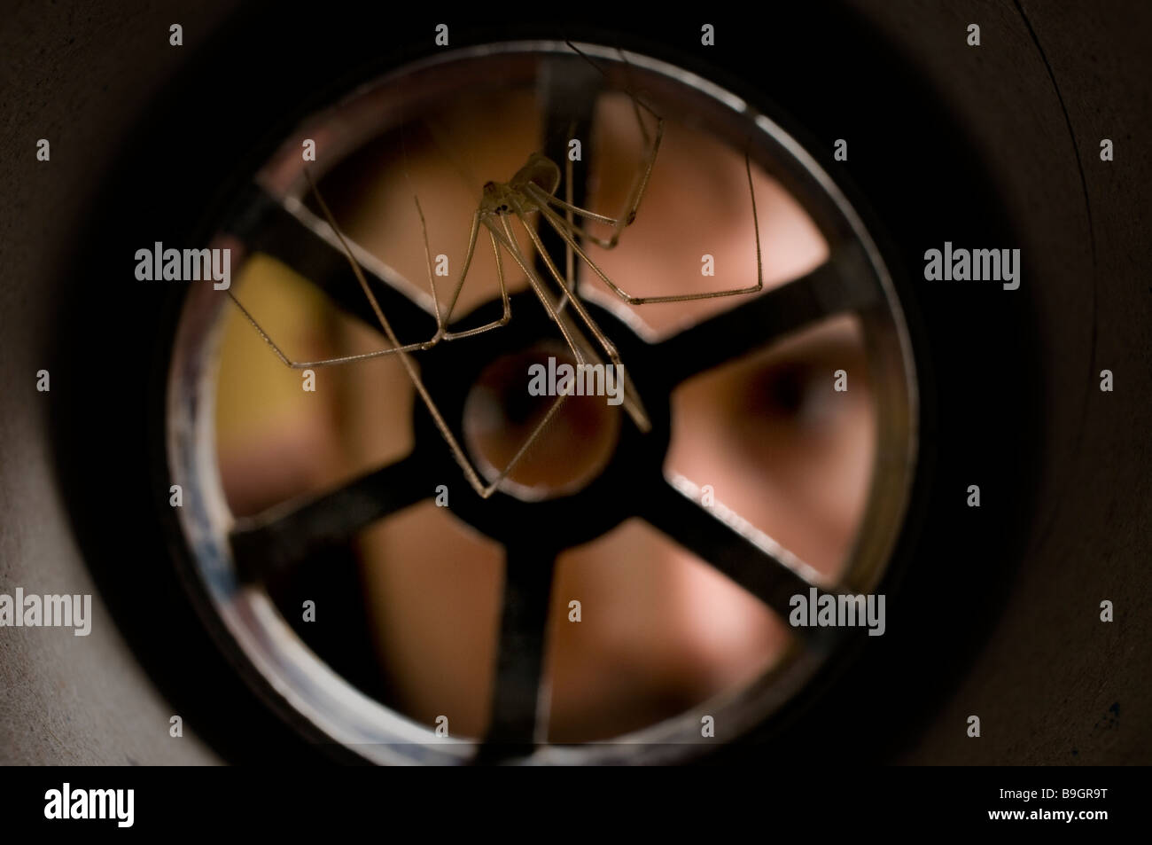 DADDY LONG LEGS SPIDER Pholcus phalangiodes Pholcidae in plughole Stock