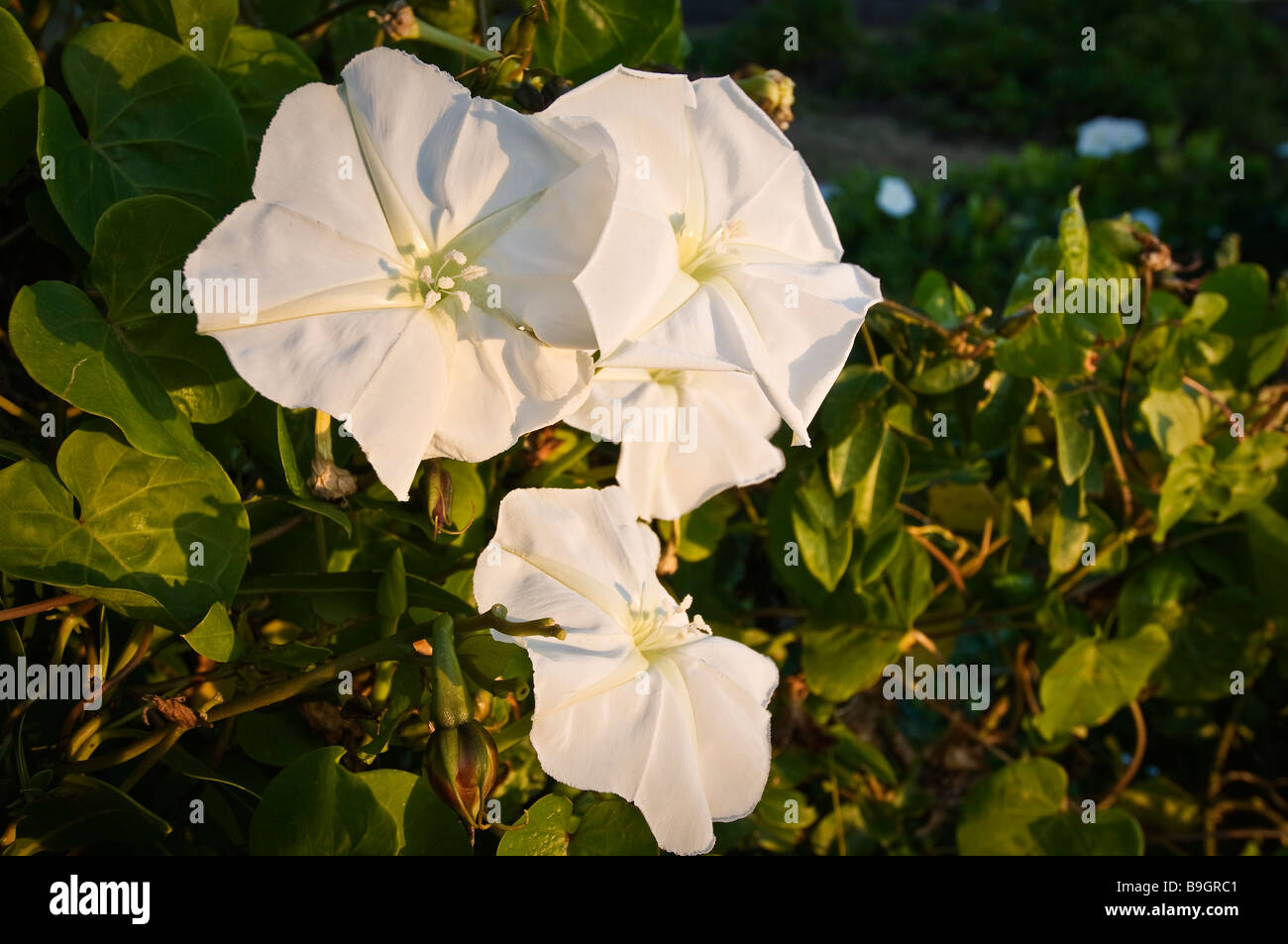 Moon Morning Glory flowers grow on vines near shoreline Everglades