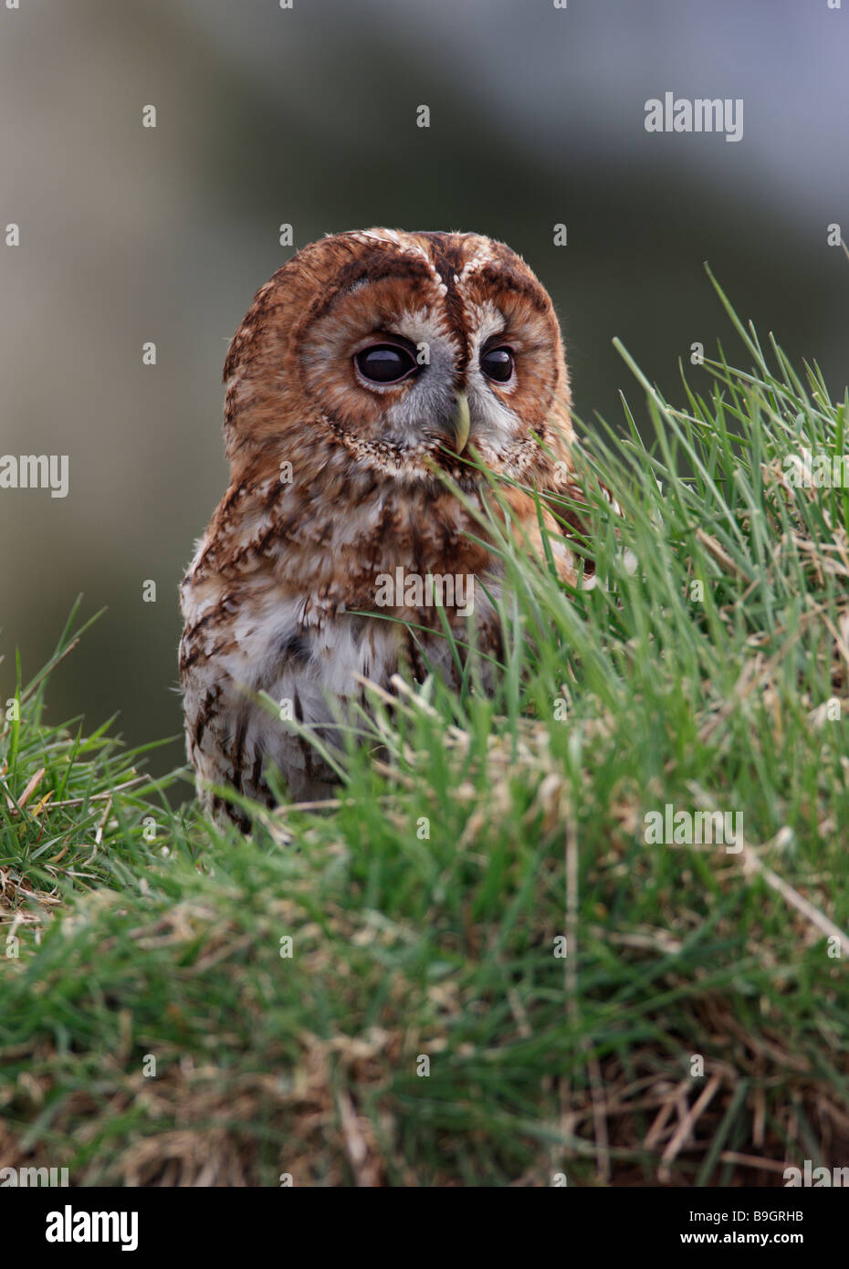 Tawny owl Strix aluco ground alert Stock Photo